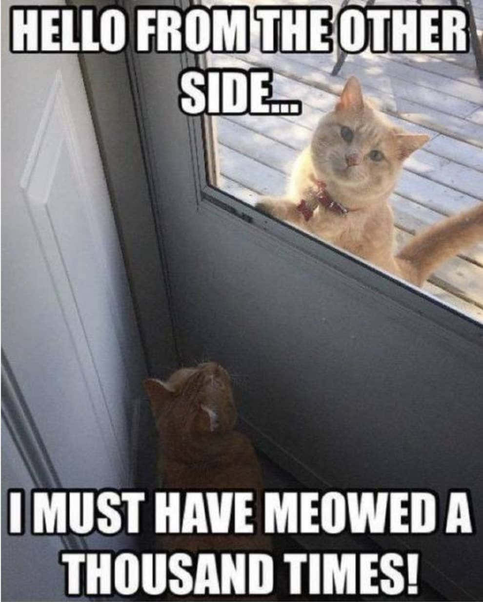 ginger cat, glass door, cat, SD Phone Wallpaper