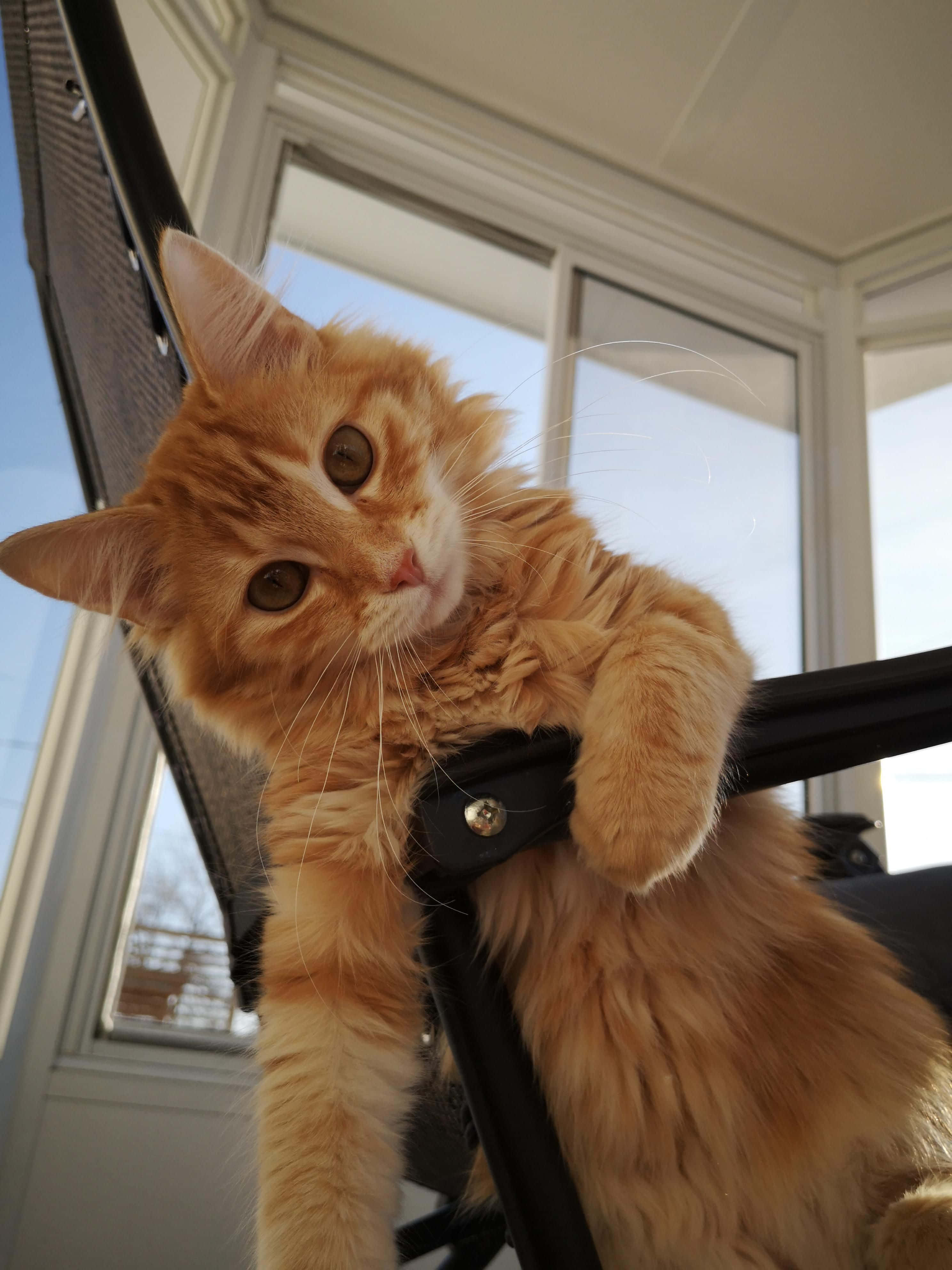 fluffy orange cat, black chair, bright window, 4K Phone Wallpaper