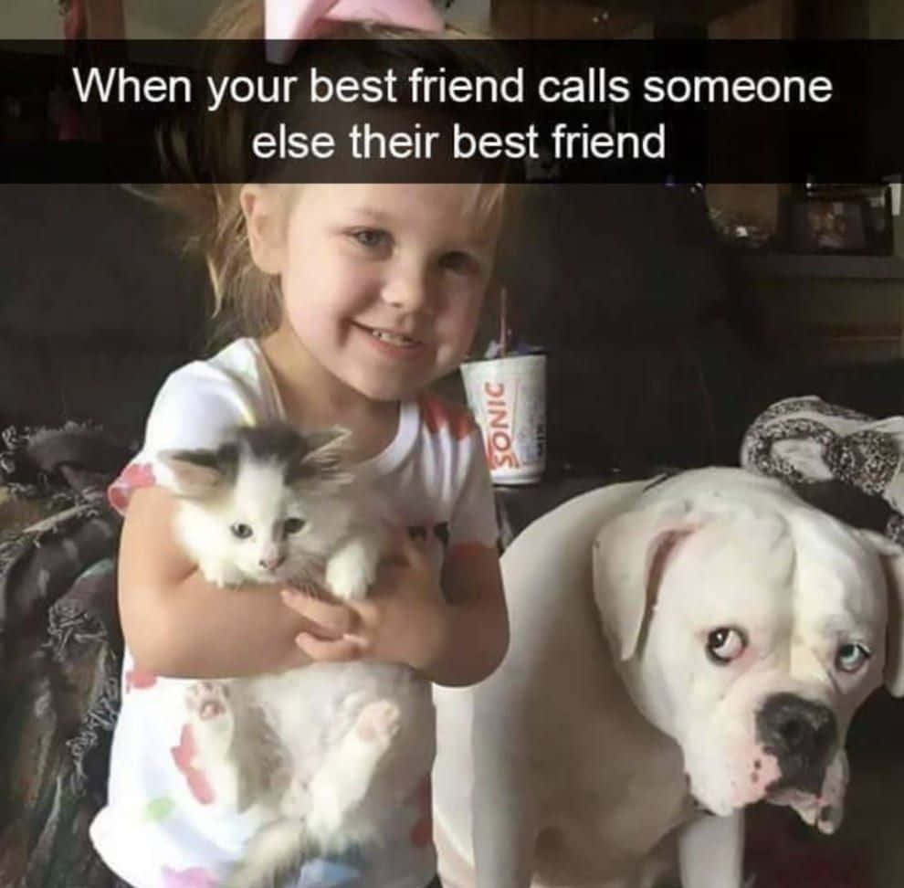 Pet Memes, kitten, dog, SD Desktop Wallpaper