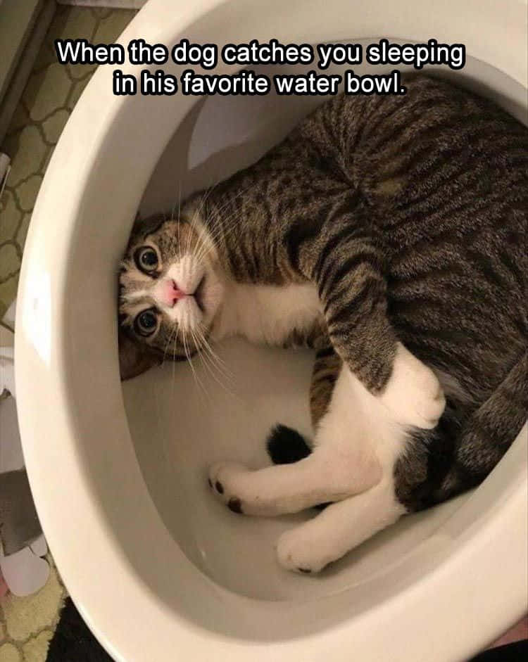 tabby cat, white toilet bowl, wide eyes, SD Phone Wallpaper