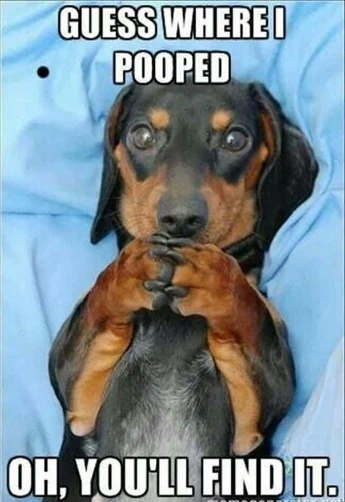 dachshund, blue blanket, wide eyes, SD Phone Wallpaper
