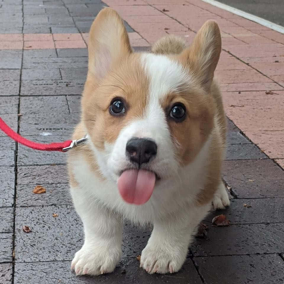 corgi puppy, big eyes, pink tongue, SD Desktop Wallpaper