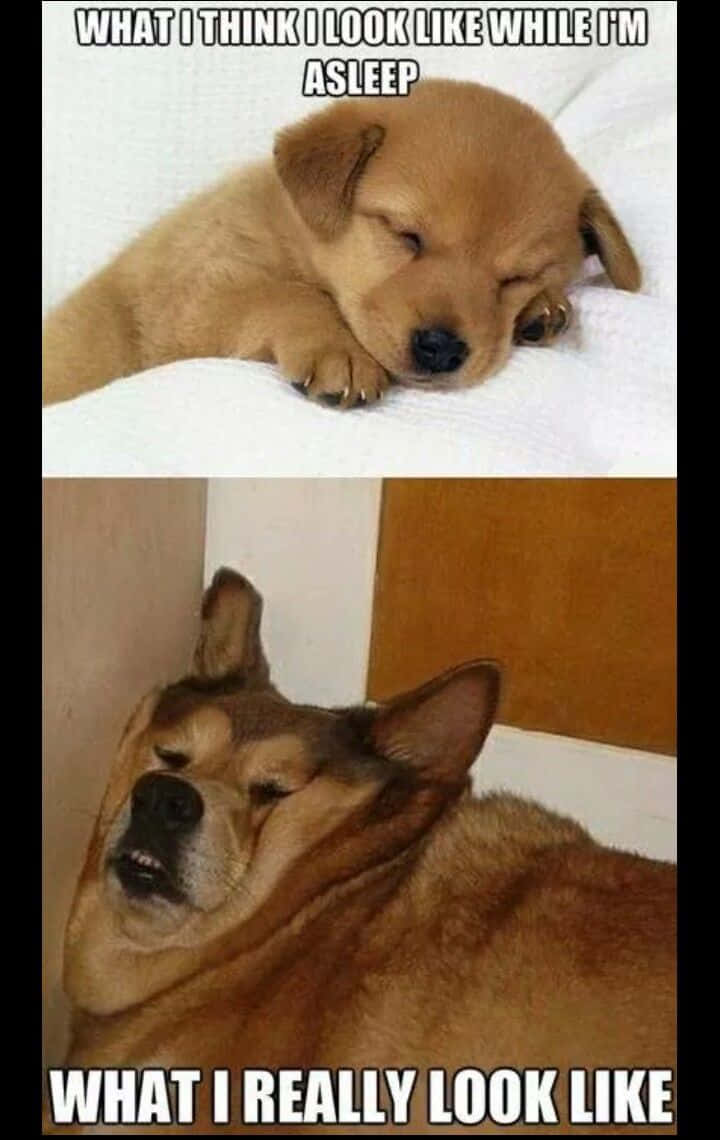 pet memes, sleeping puppy, grumpy adult dog, SD Phone Wallpaper