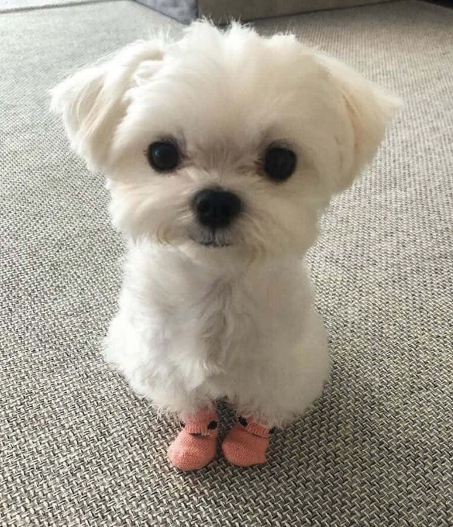 fluffy white puppy, big dark eyes, textured gray rug, SD Phone Wallpaper