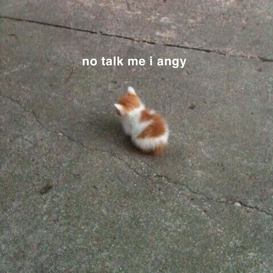 orange and white kitten, cracked pavement, text overlay saying no talk me i ang, SD Desktop Wallpaper
