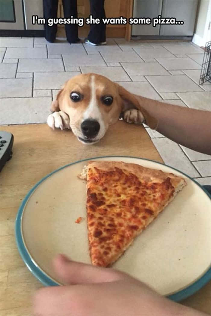 beagle puppy, big eyes, wooden table, SD Phone Wallpaper