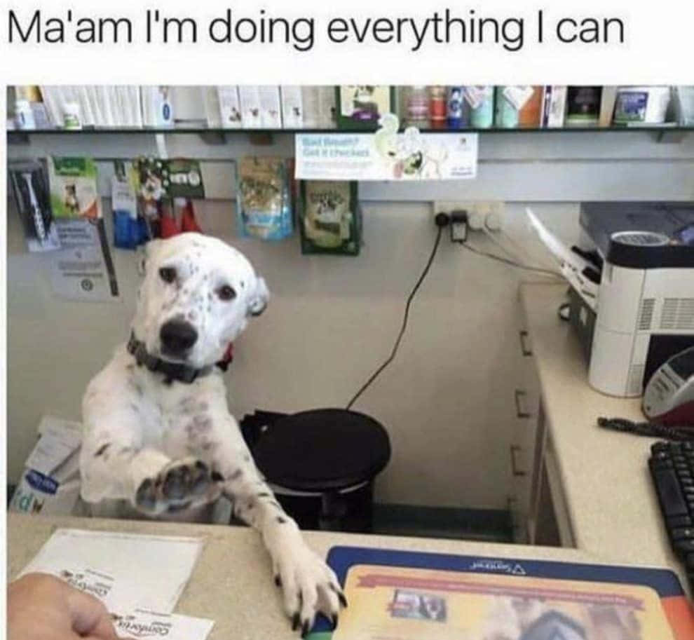 dalmatian dog, veterinary clinic counter, paws on the desk, SD Desktop Wallpaper