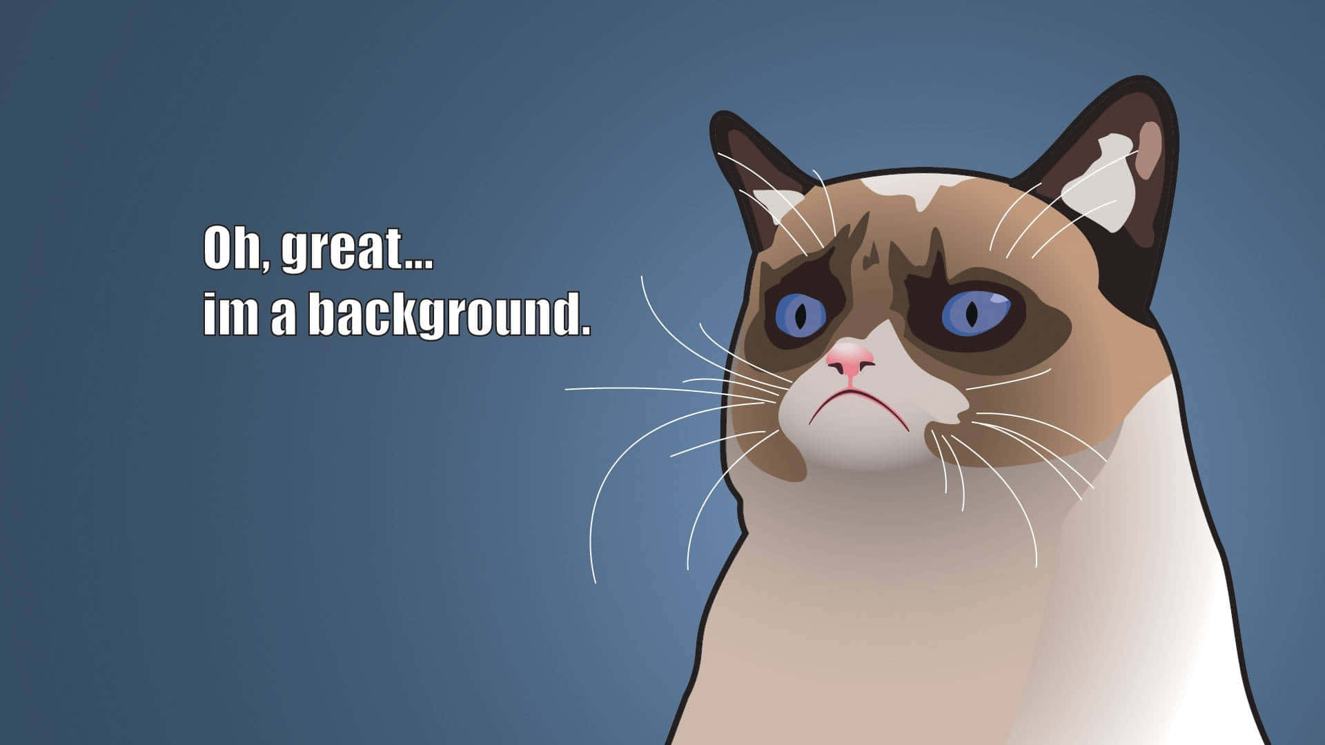 snowshoe cat, blue eyes, frown, Full HD Desktop Wallpaper