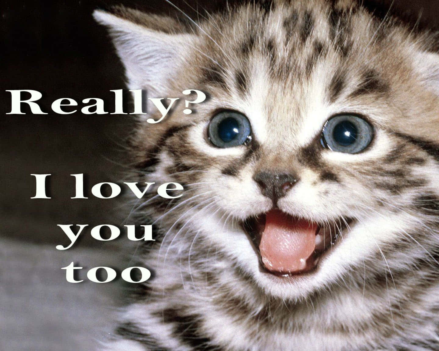 tabby kitten, wide blue eyes, open mouth, HD Desktop Wallpaper