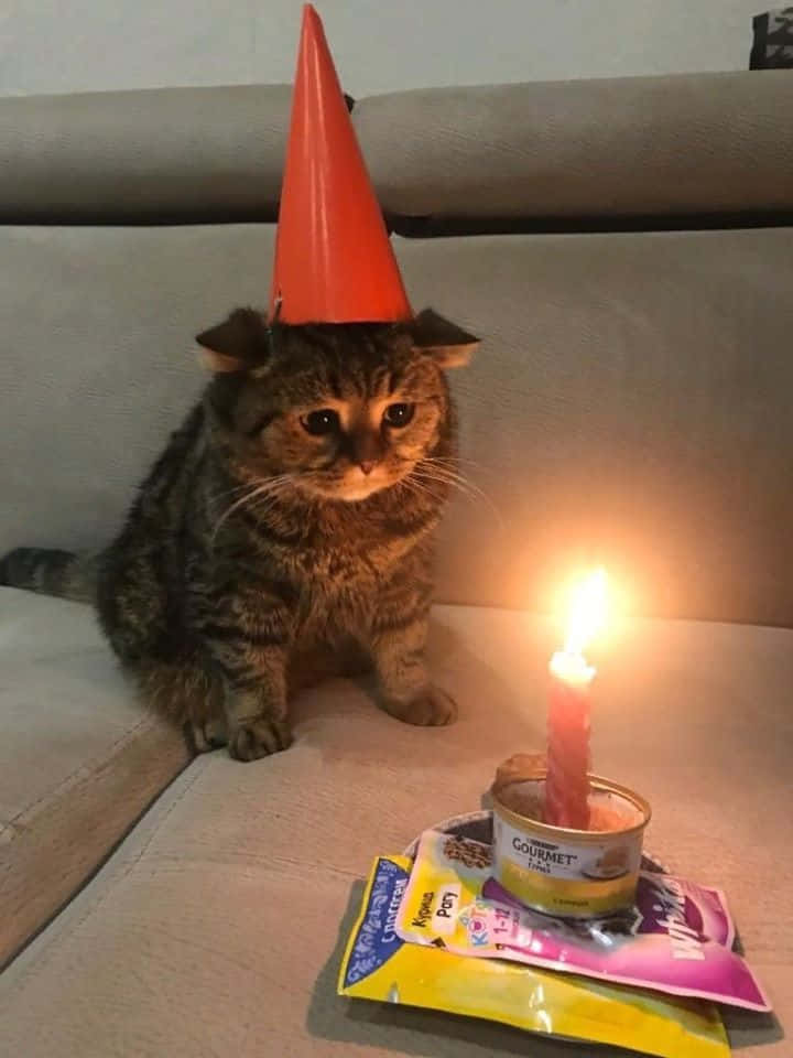 tabby cat, red party hat, lit candle, SD Phone Wallpaper
