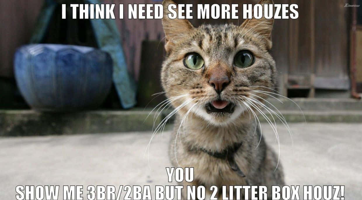 tabby cat, wide green eyes, open mouth, SD Desktop Wallpaper