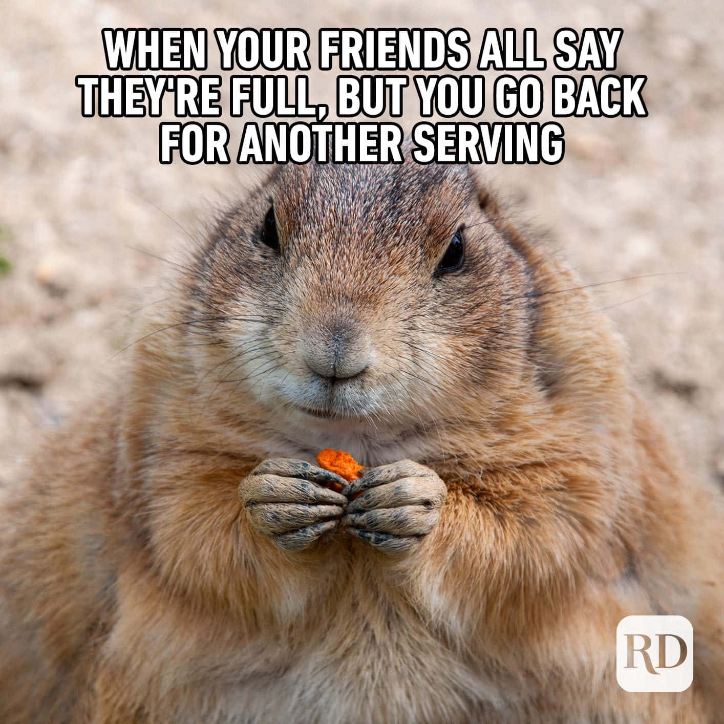 fluffy brown groundhog, small orange snack, close-up photo, HD Desktop Wallpaper