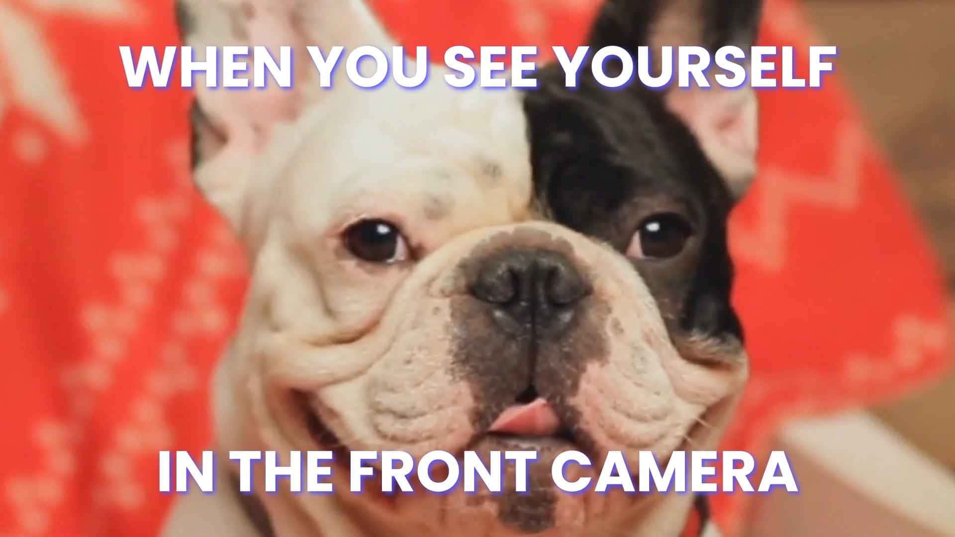 French bulldog, white and black fur, red patterned background, Full HD Desktop Wallpaper