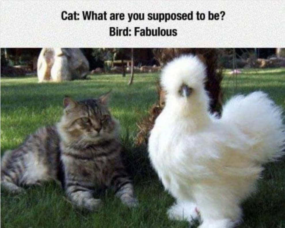 Silkie chicken, tabby cat, sunlit grassy lawn, SD Desktop Wallpaper