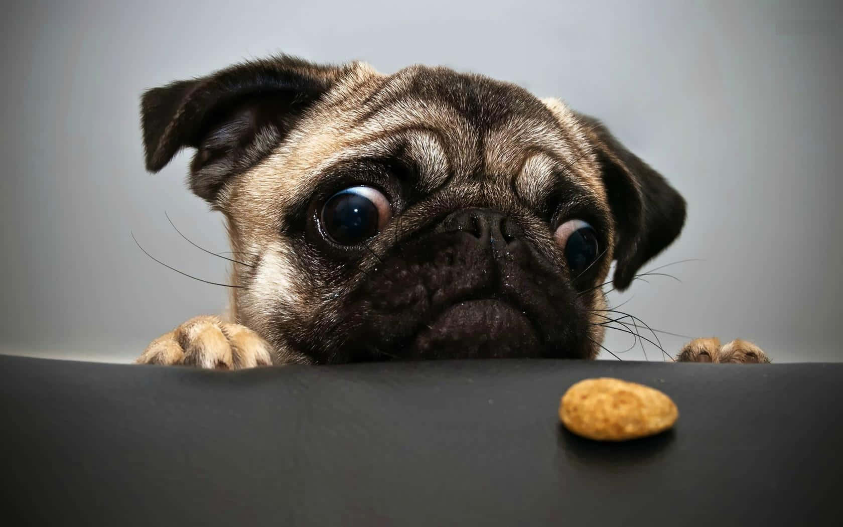 pug dog, treat, dark surface, HD Desktop Wallpaper