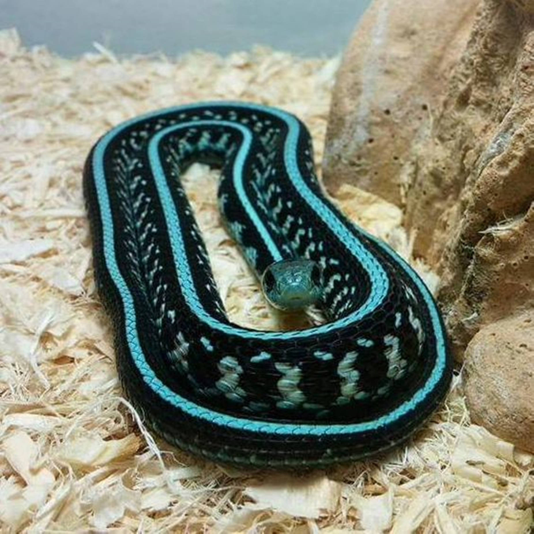 thamnophis garter snake, black, vibrant turquoise stripes, HD Desktop Wallpaper