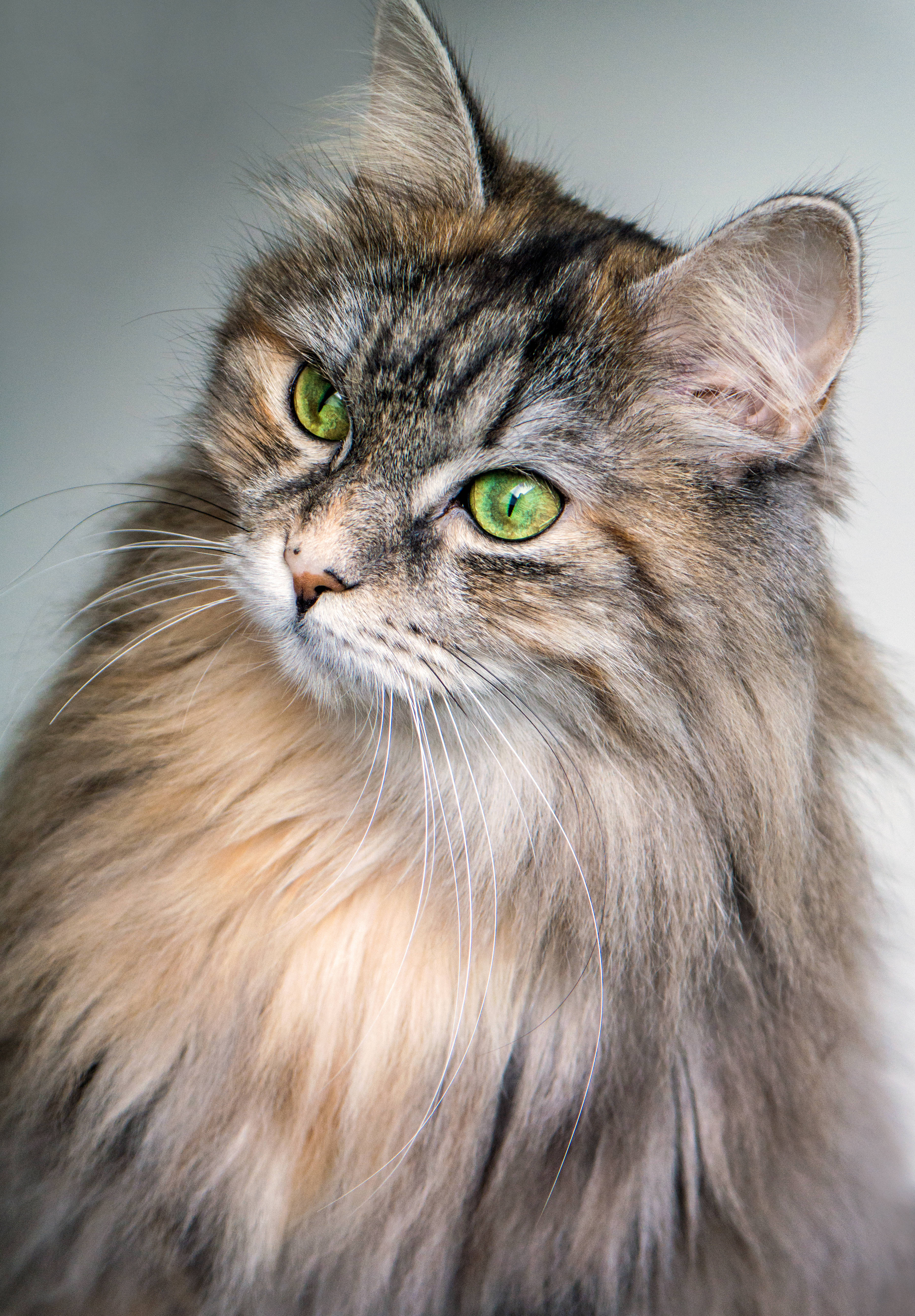 brown cat, fluffy long-haired cat, green eyes, 5K Phone Wallpaper