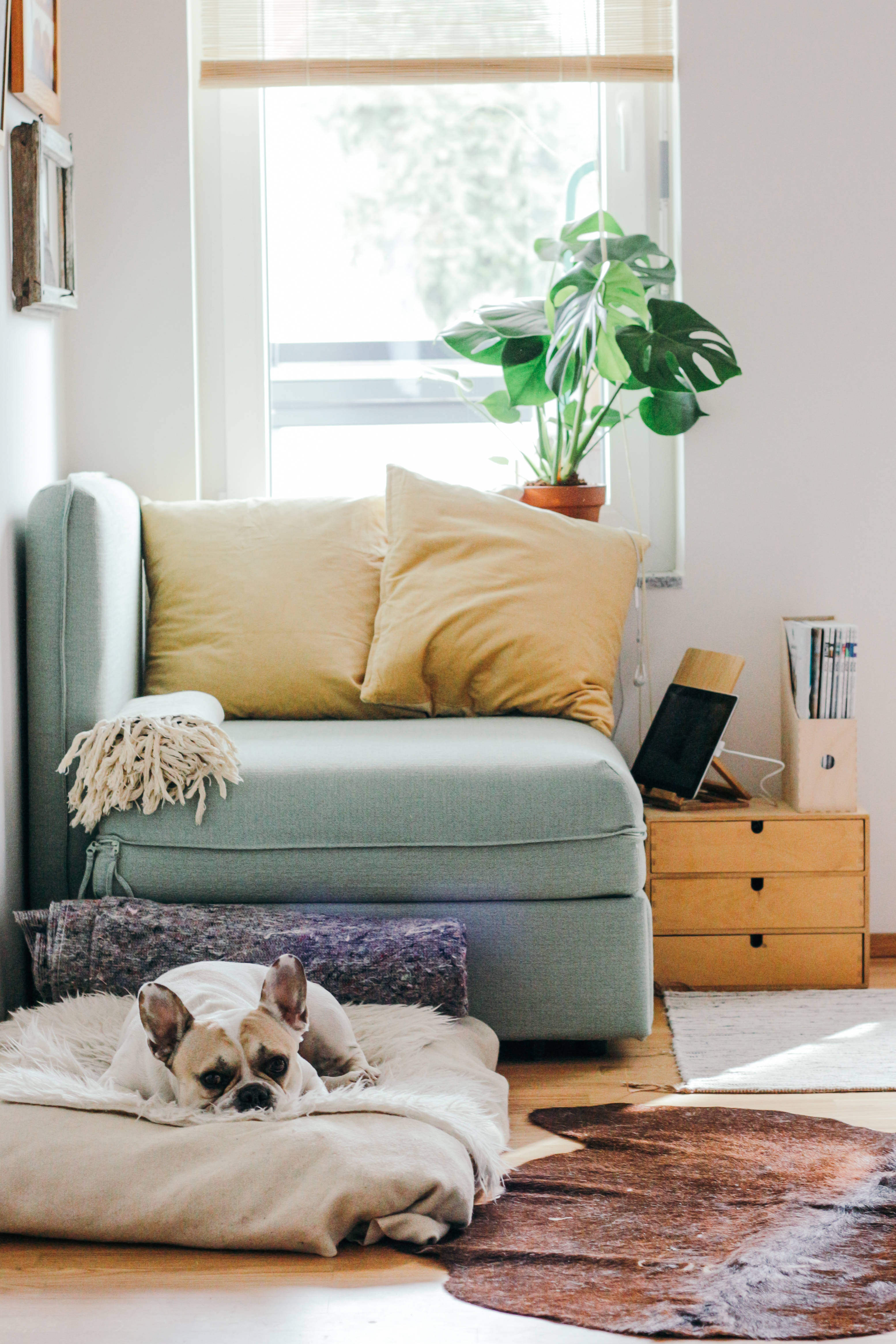 French bulldog, fluffy bed, sunlit modern living room, 4K Phone Wallpaper