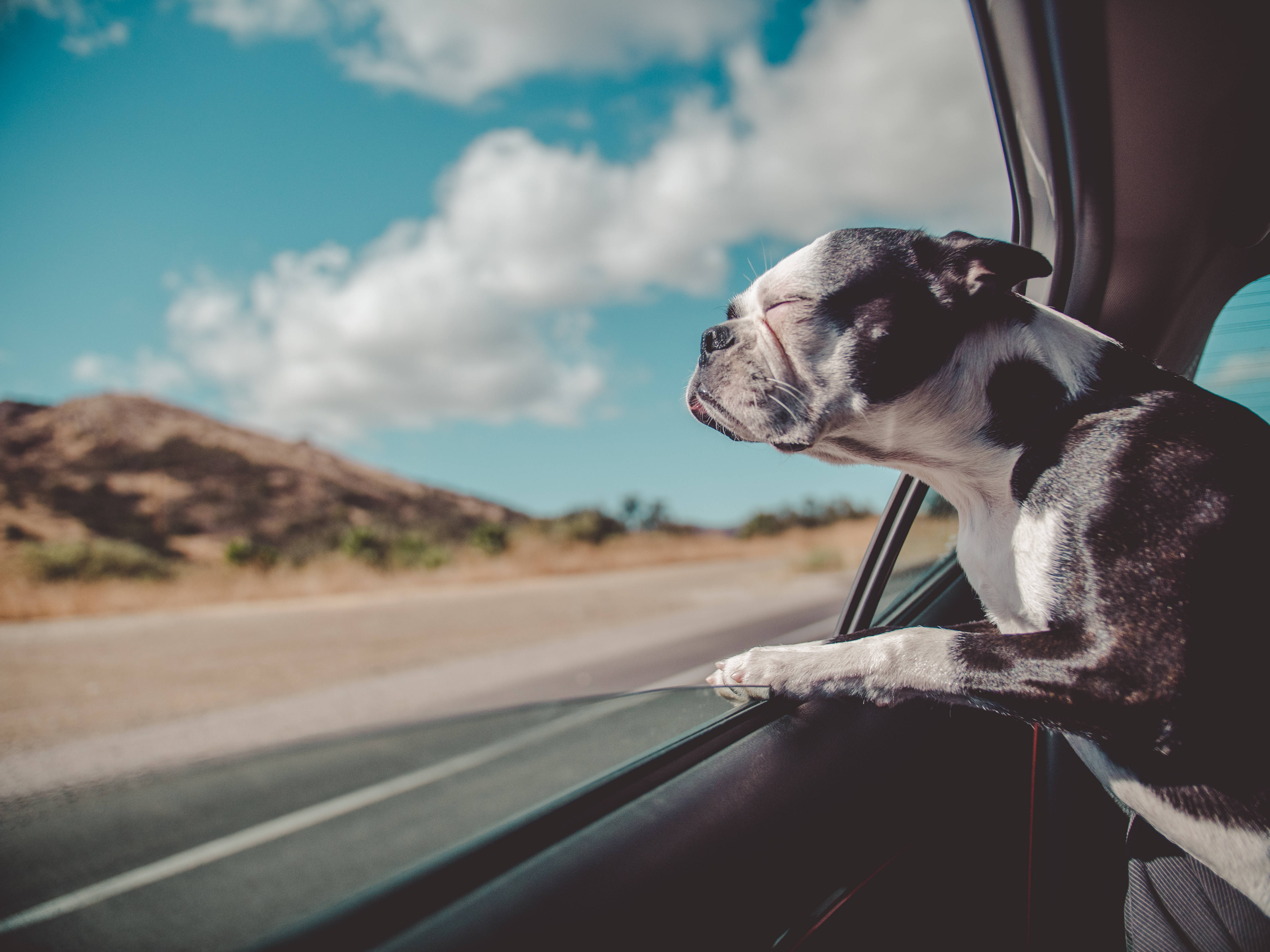 Boston terrier, black and white, car window, 5K Desktop Wallpaper