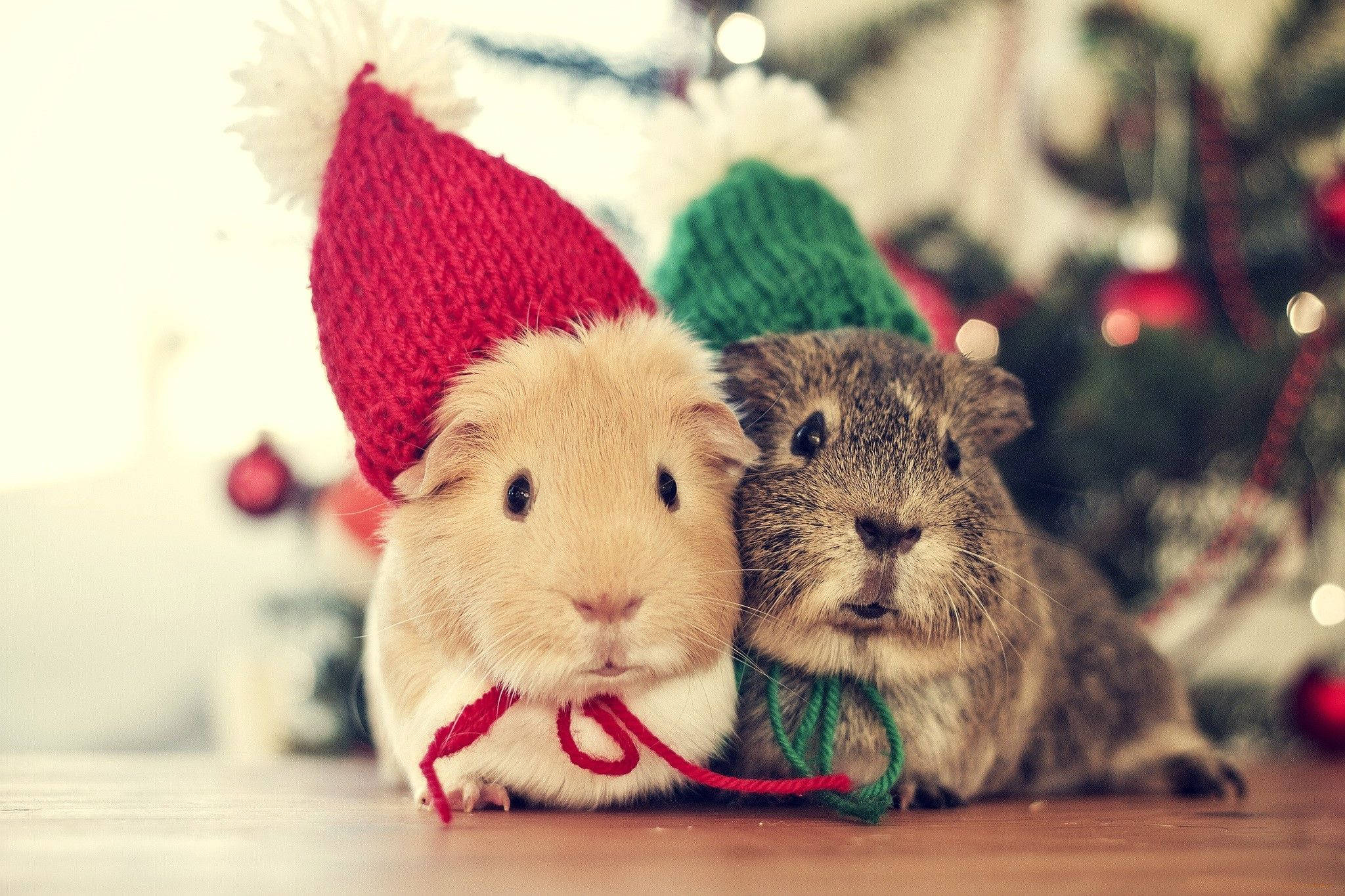 Christmas tree, festive knit hats, wooden surface, Full HD Desktop Wallpaper