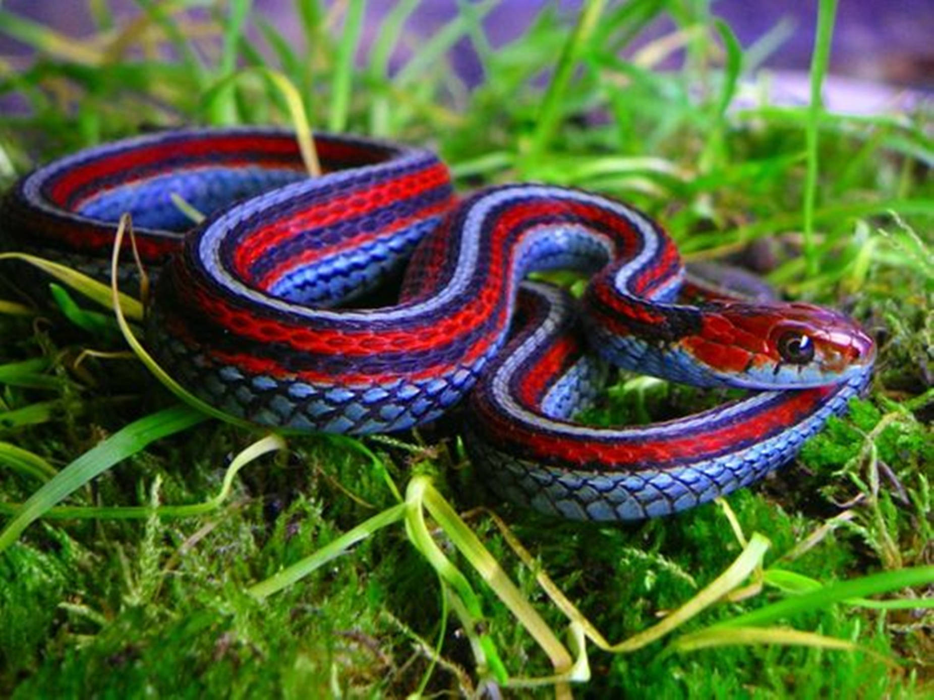neon blue, San Francisco garter snake, red blue and black stripes, HD Desktop Wallpaper