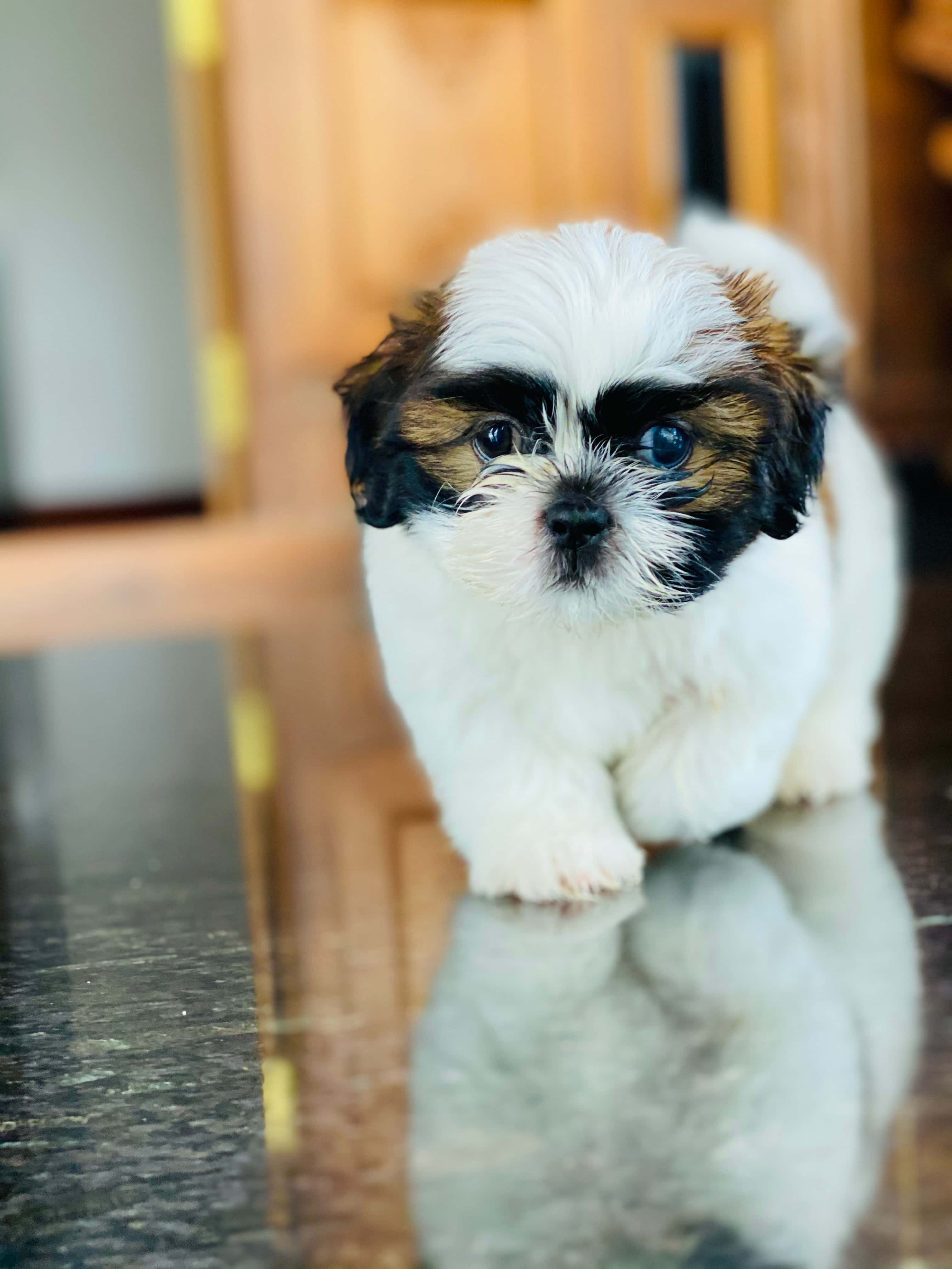 Shih Tzu puppy, fluffy white and brown, big blue eyes, 4K Phone Wallpaper