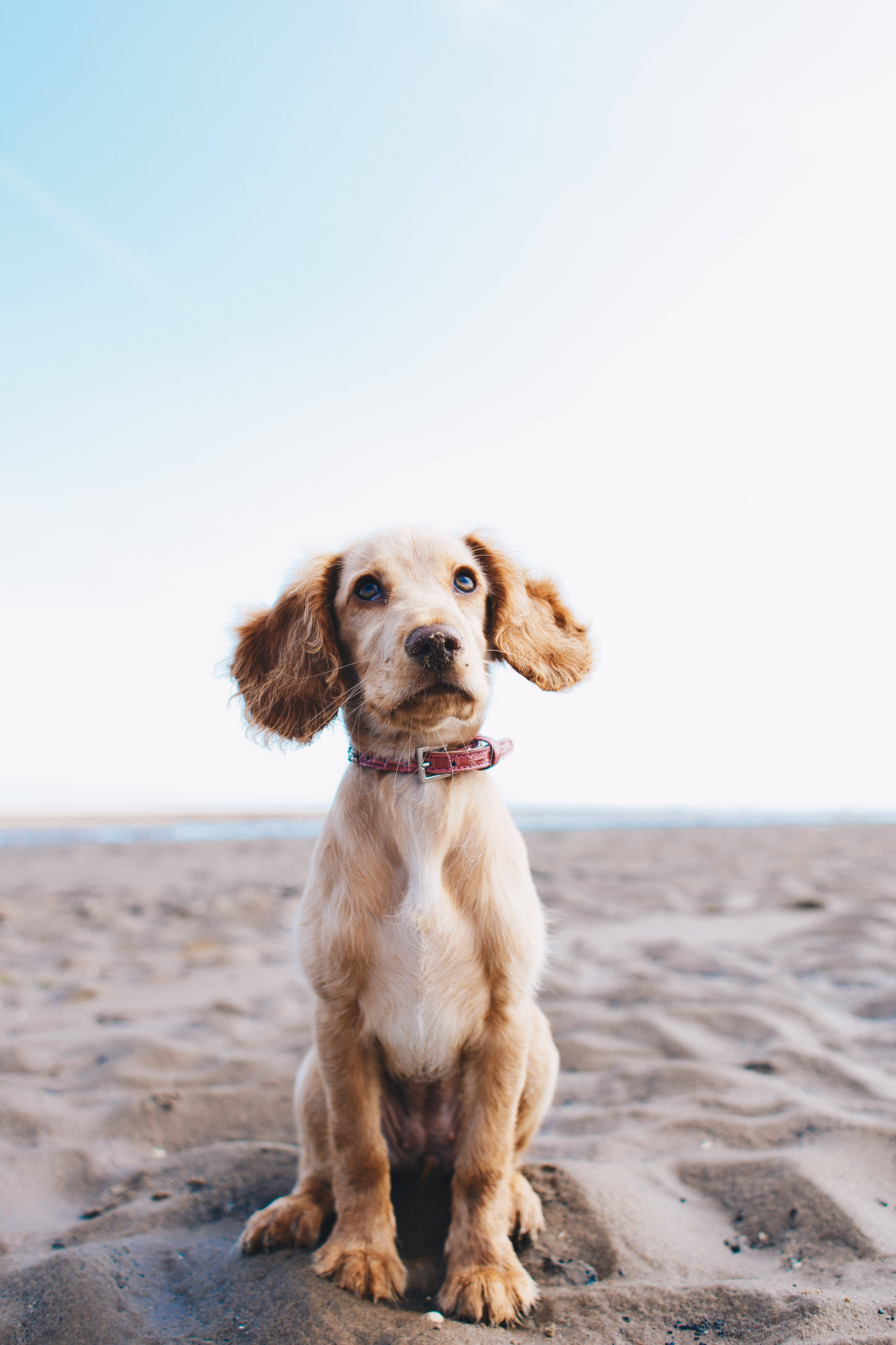 Cocker Spaniel, fluffy golden puppy, floppy ears, 4K Phone Wallpaper
