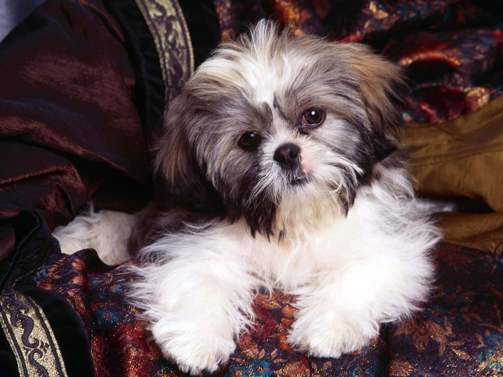 Shih Tzu, fluffy, dark eyes, HD Desktop Wallpaper