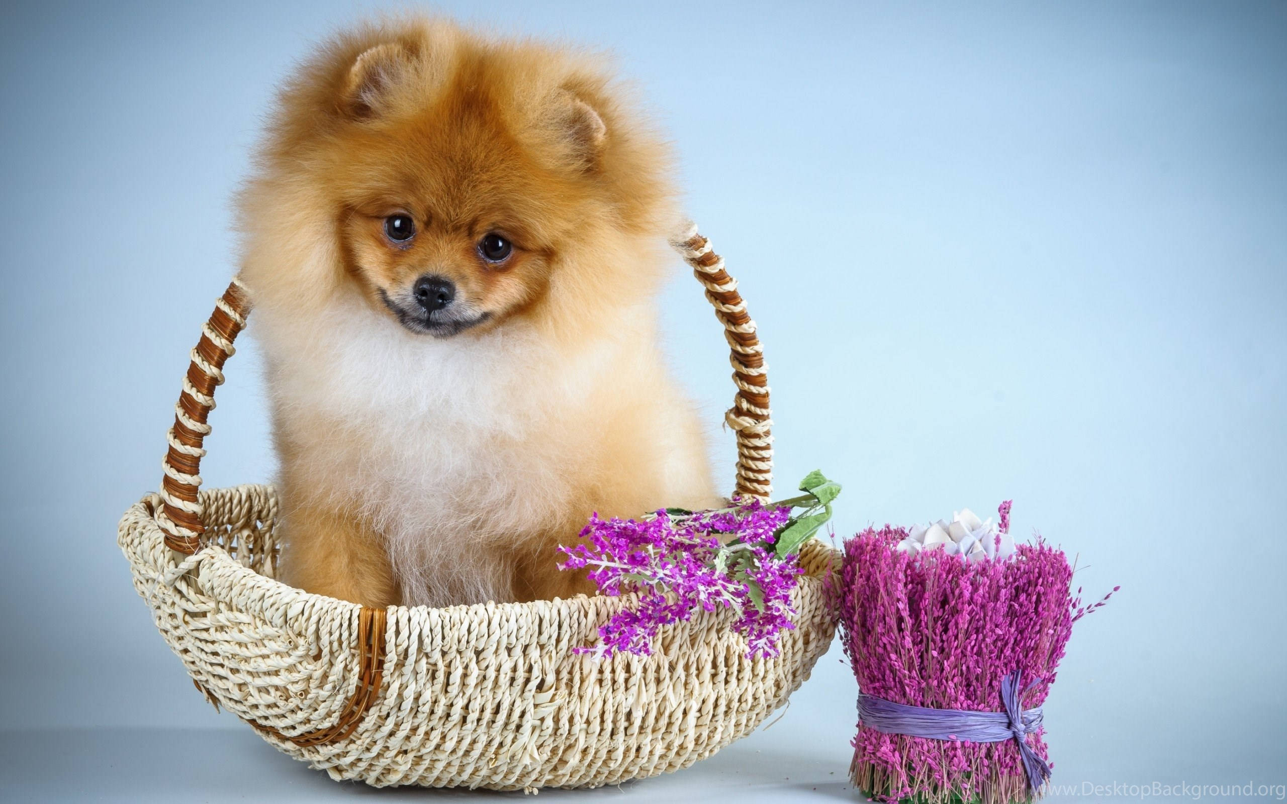Pomeranian, orange, woven basket, 2K Desktop Wallpaper
