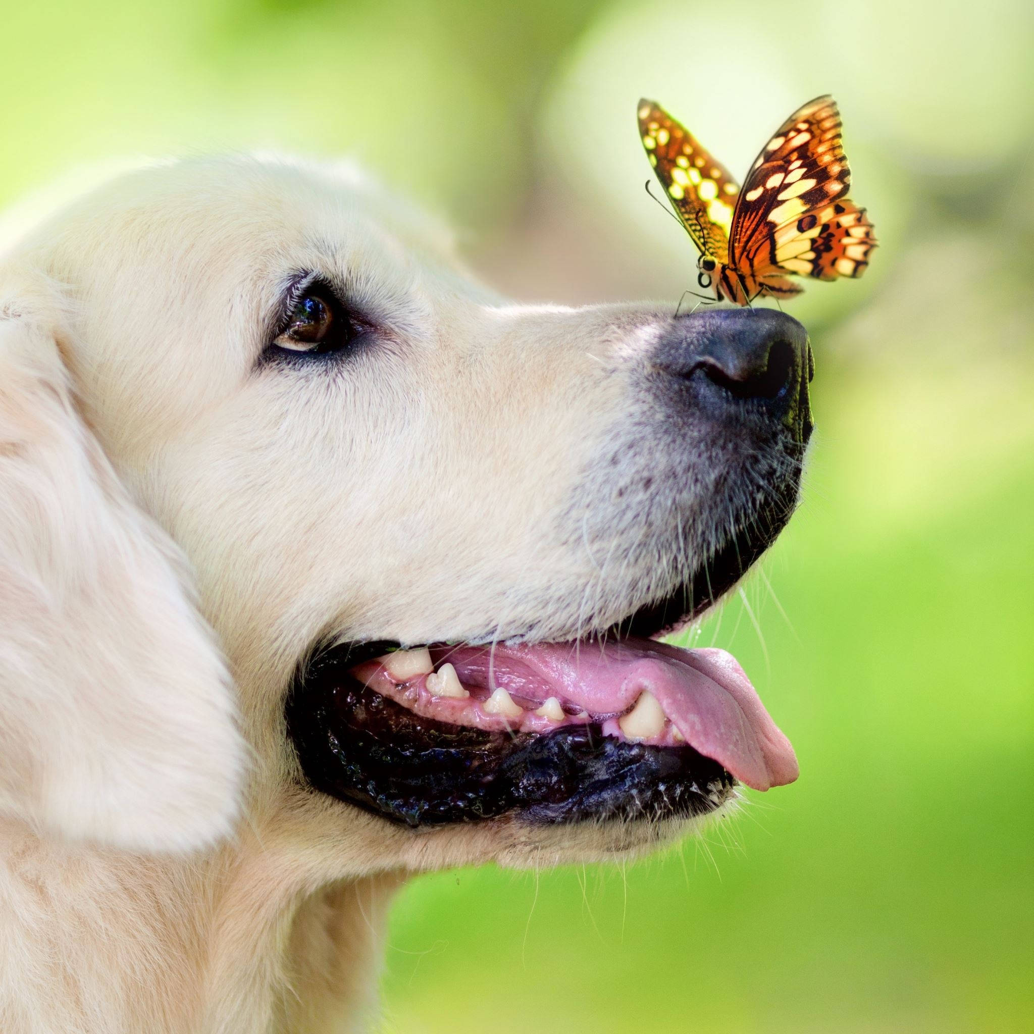 golden retriever, vibrant orange and black butterfly, soft green background, Full HD Desktop Wallpaper