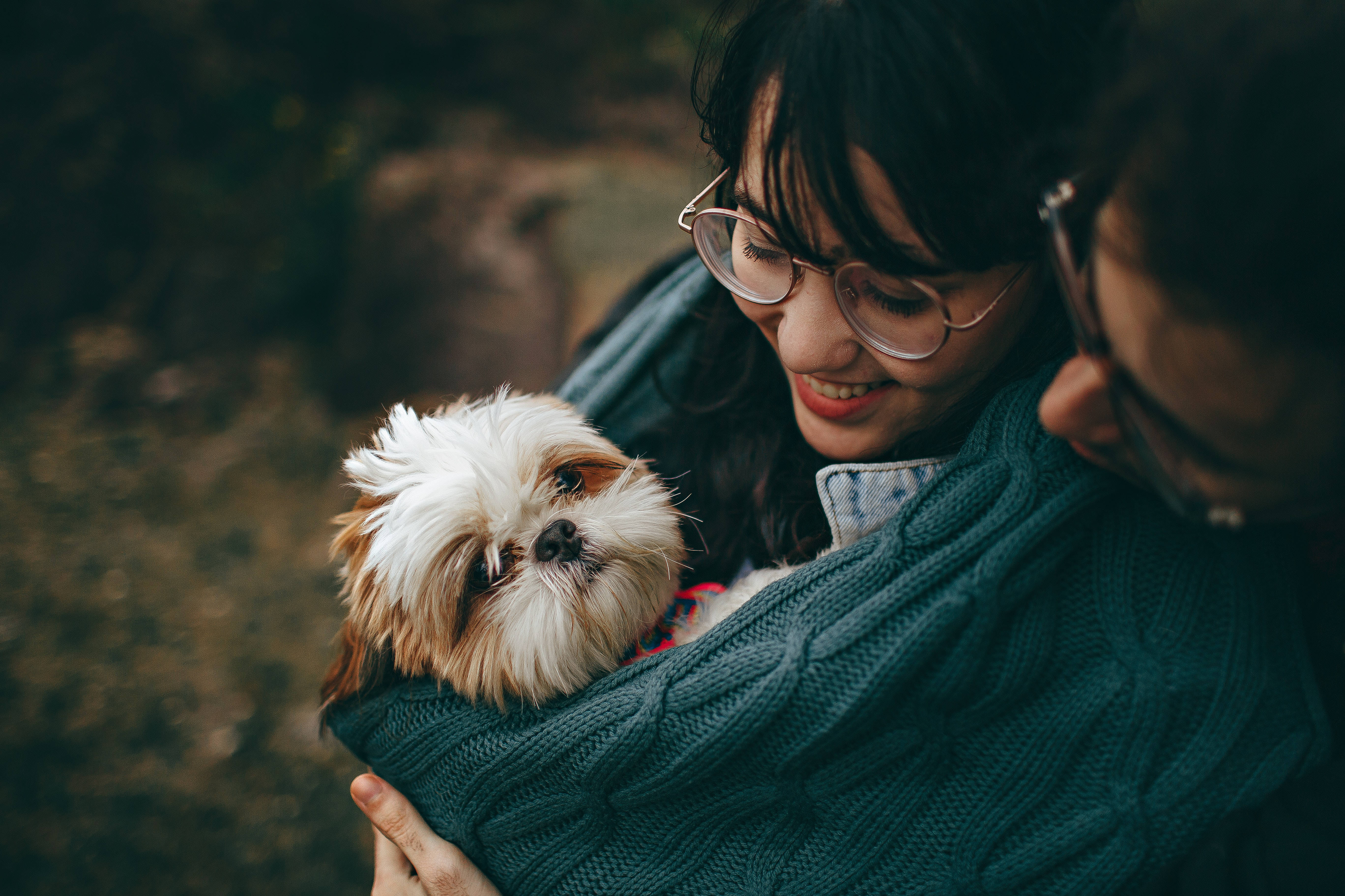 Shih Tzu, fluffy white and brown dog, teal knit sweater, 5K Desktop Wallpaper
