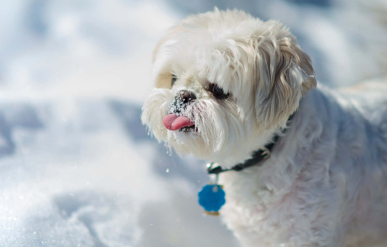 Shih Tzu, white fur, snow, HD Desktop Wallpaper