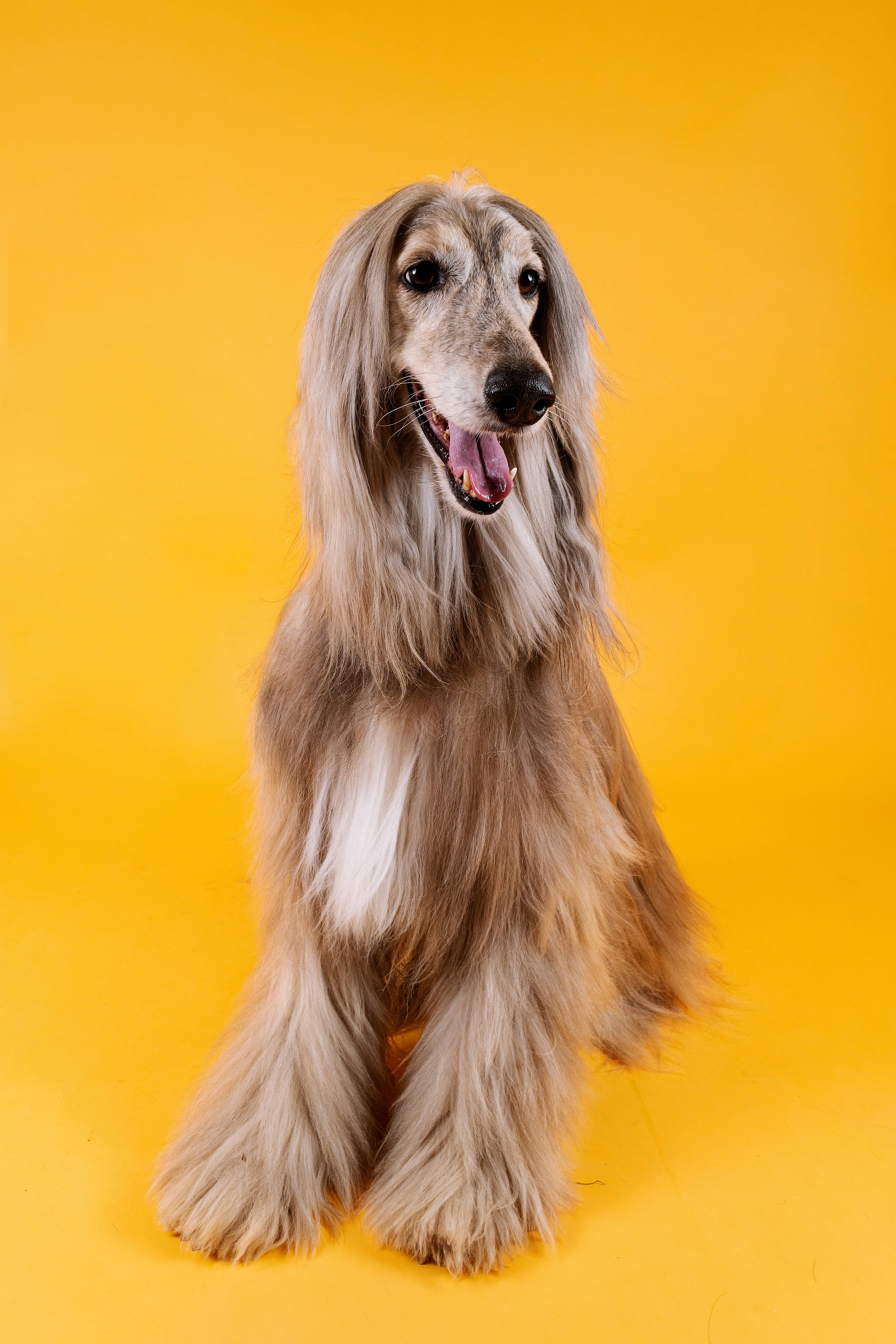 Afghan hound, long gray fur, fluffy, 5K Phone Wallpaper