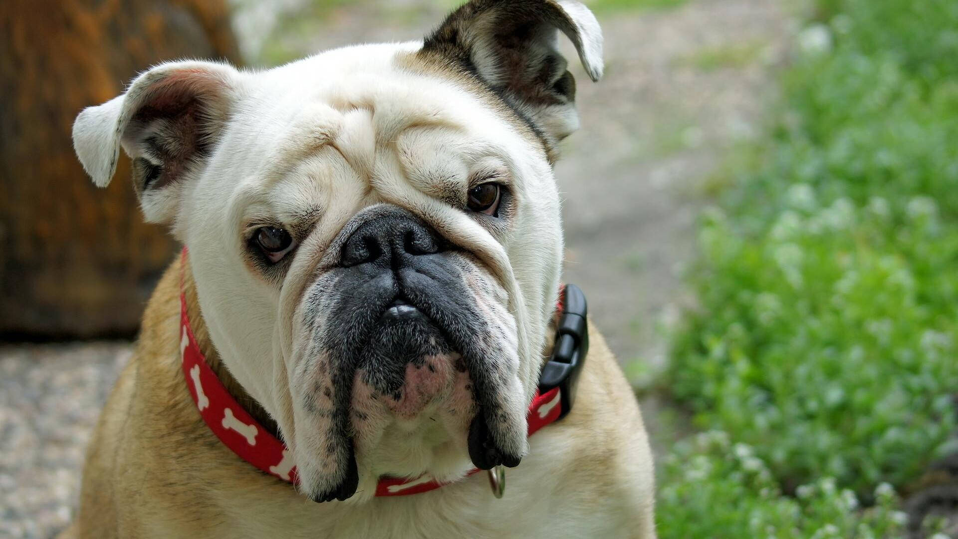white english bulldog, red bone-pattern collar, wrinkled bulldog, Full HD Desktop Wallpaper