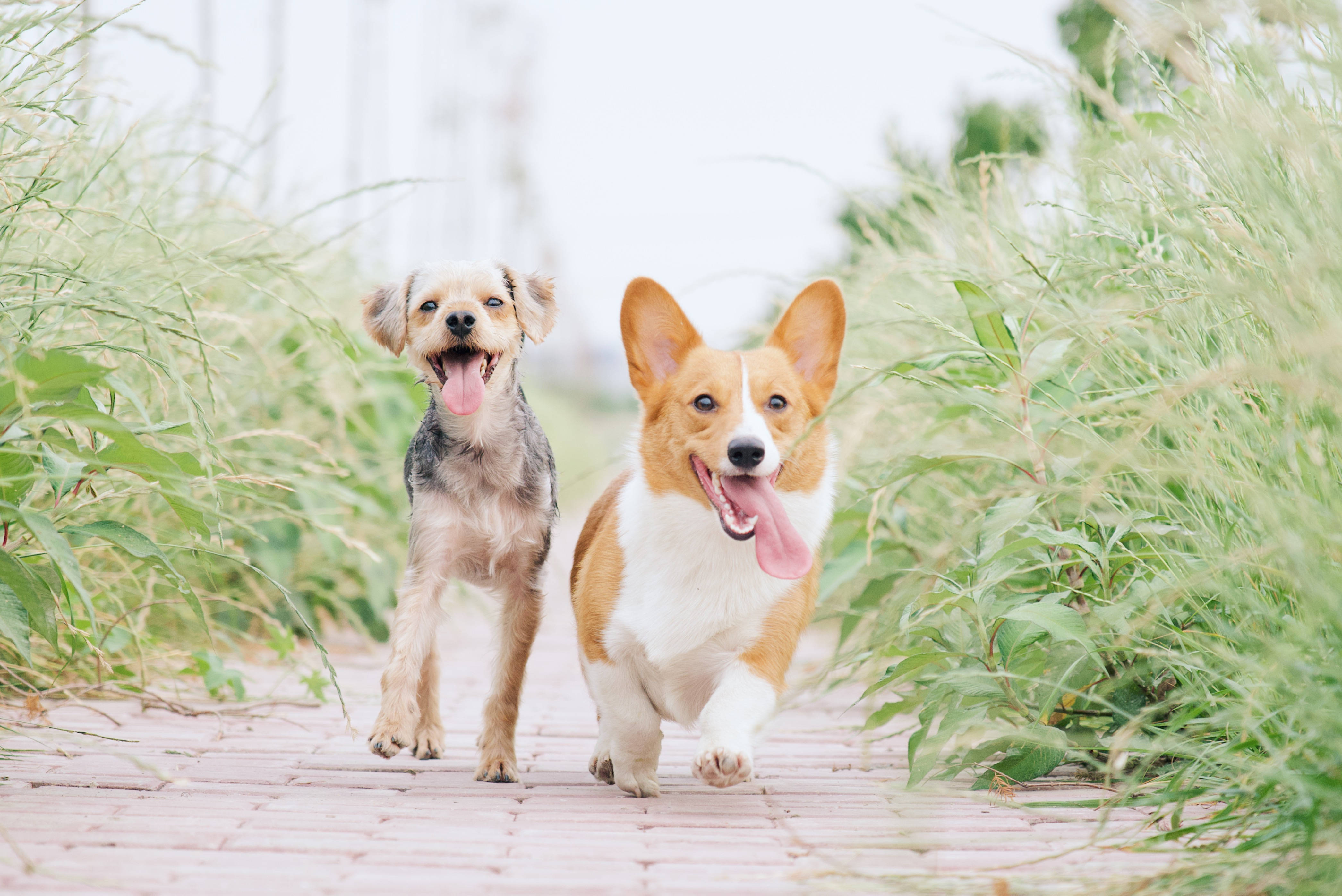 two running pet dogs, brick path, tall green grass, 4K Desktop Wallpaper
