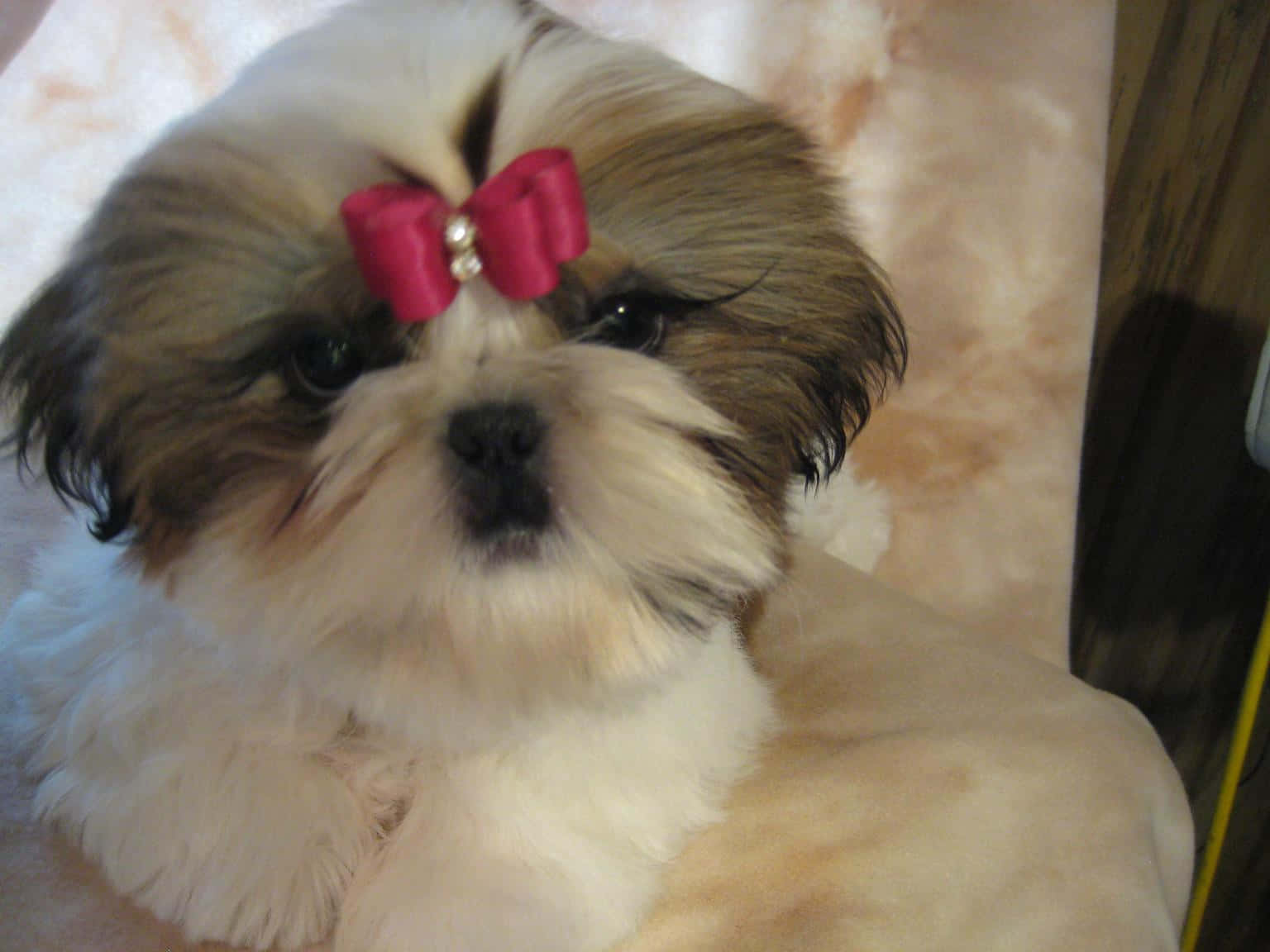 Shih Tzu, pink ribbon, fluffy, HD Desktop Wallpaper