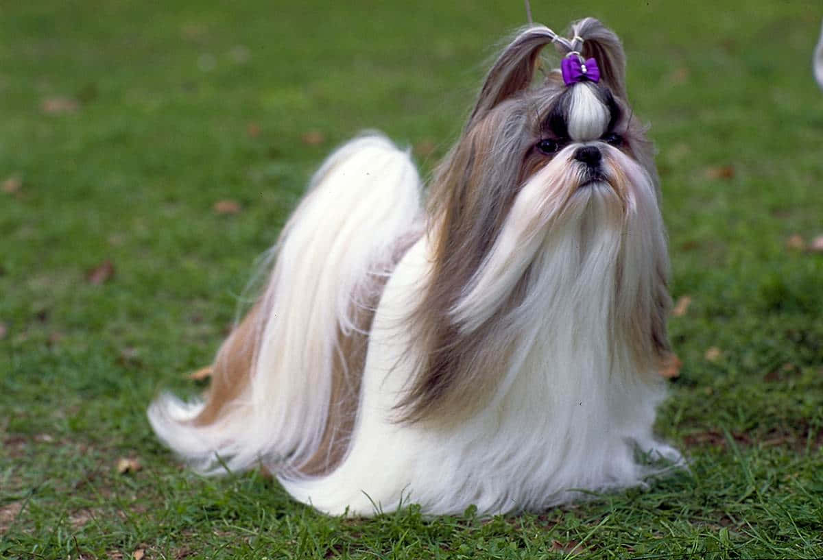 Shih Tzu, purple bow, green grass, SD Desktop Wallpaper