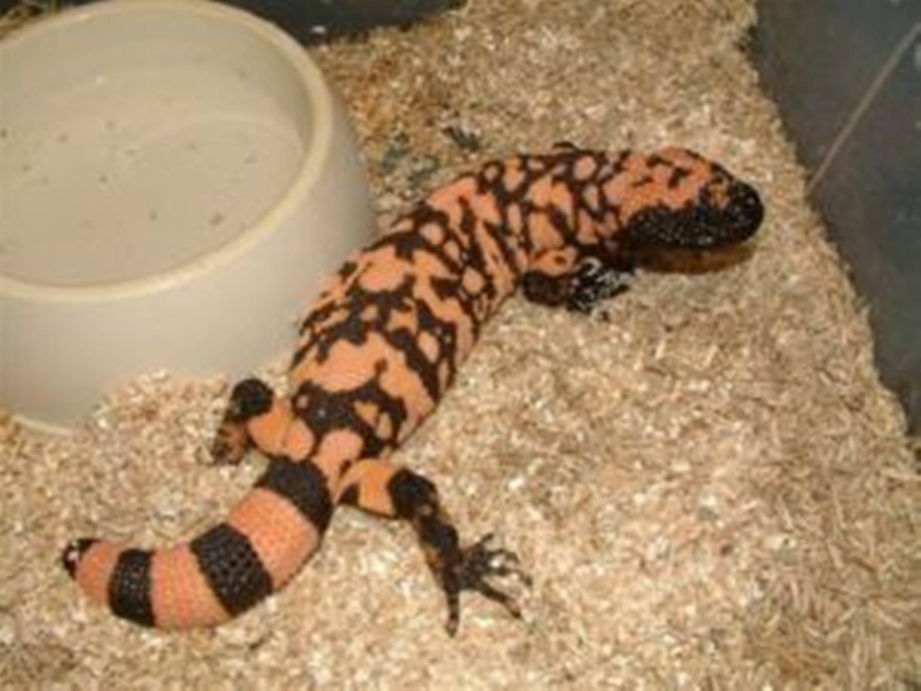 Gila monster, glass cage, white bowl, HD Desktop Wallpaper