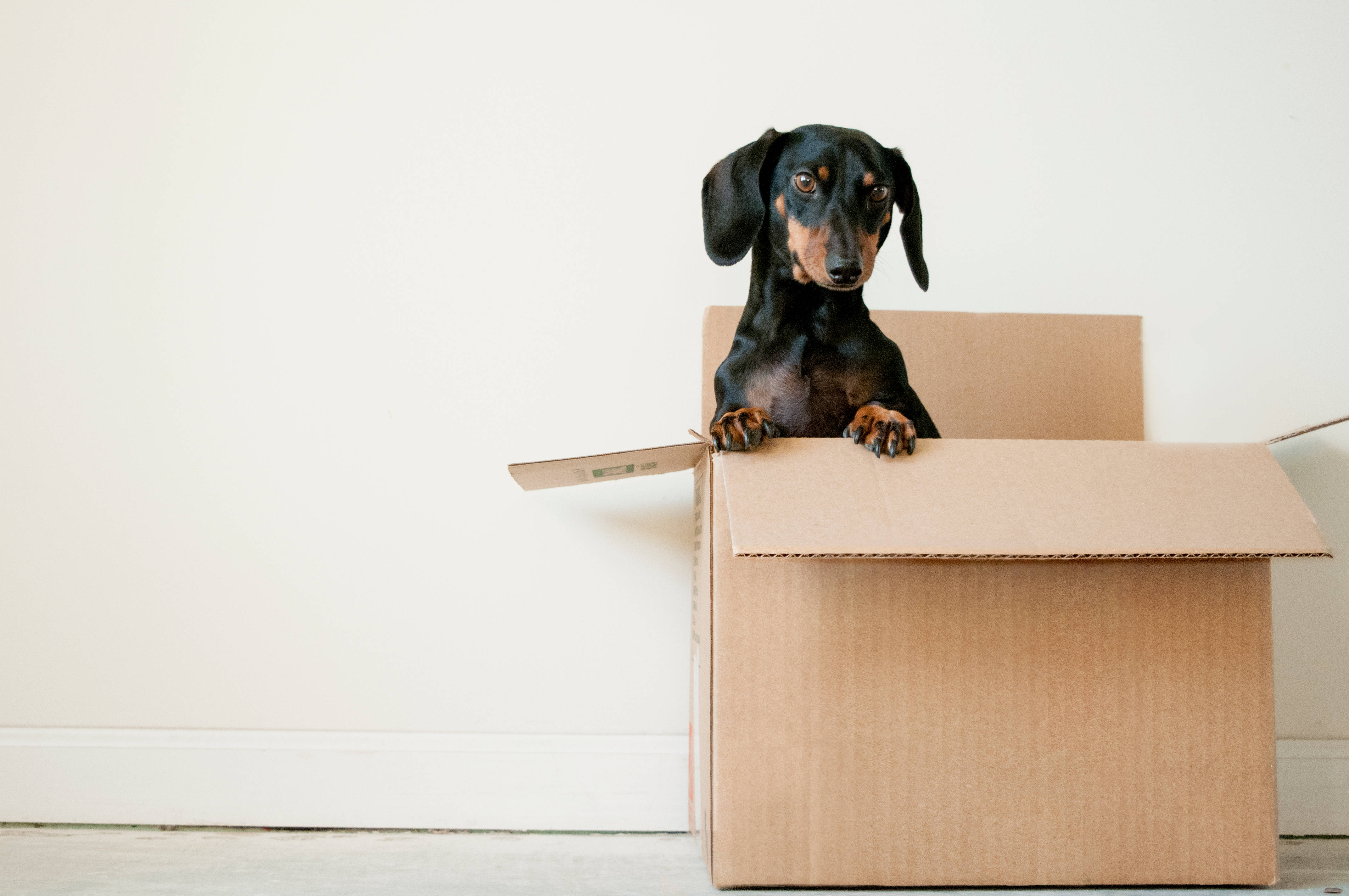 dachshund, black and tan, cardboard box, 4K Desktop Wallpaper