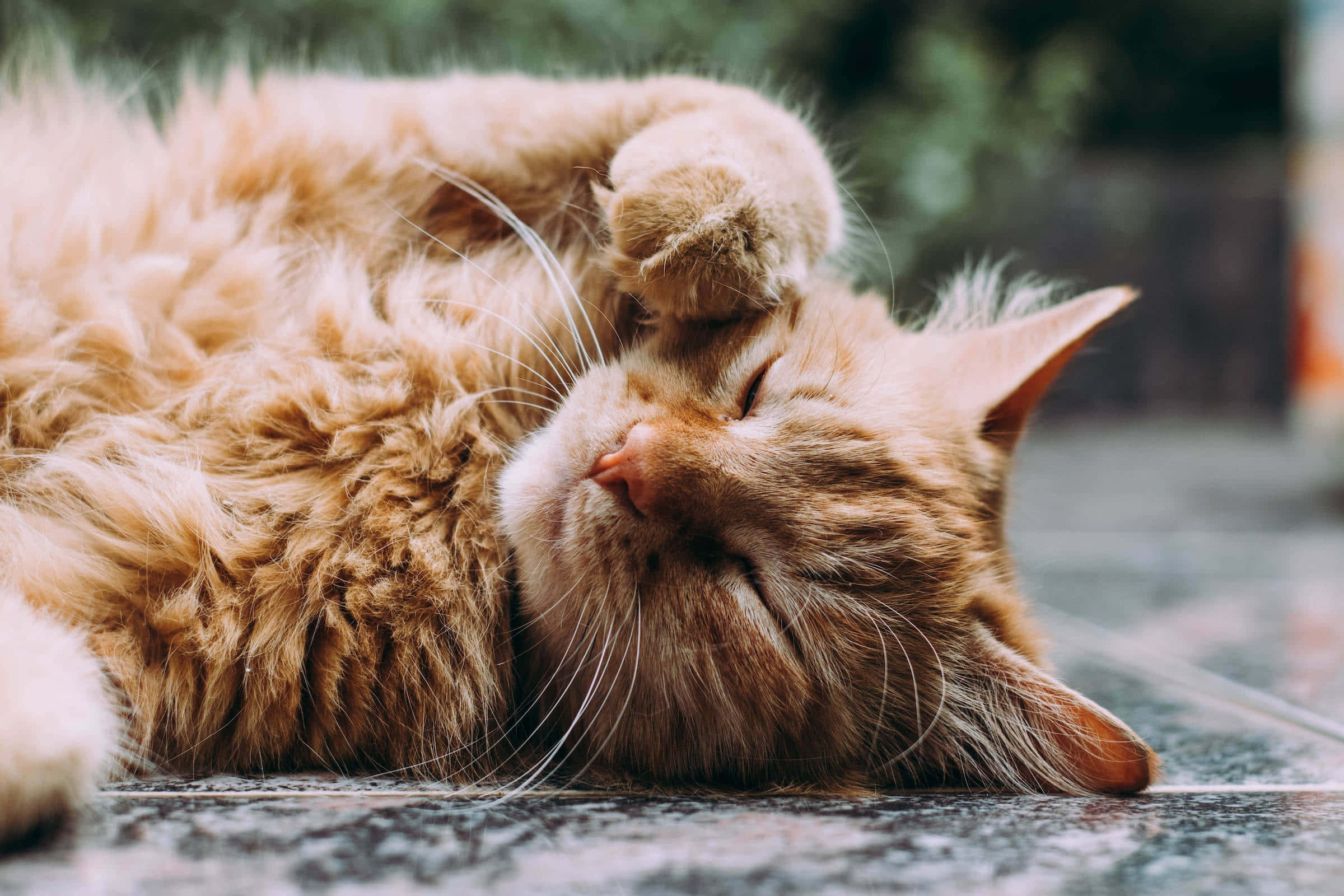 fluffy ginger cat, sleeps peacefully, on its back, Full HD Desktop Wallpaper