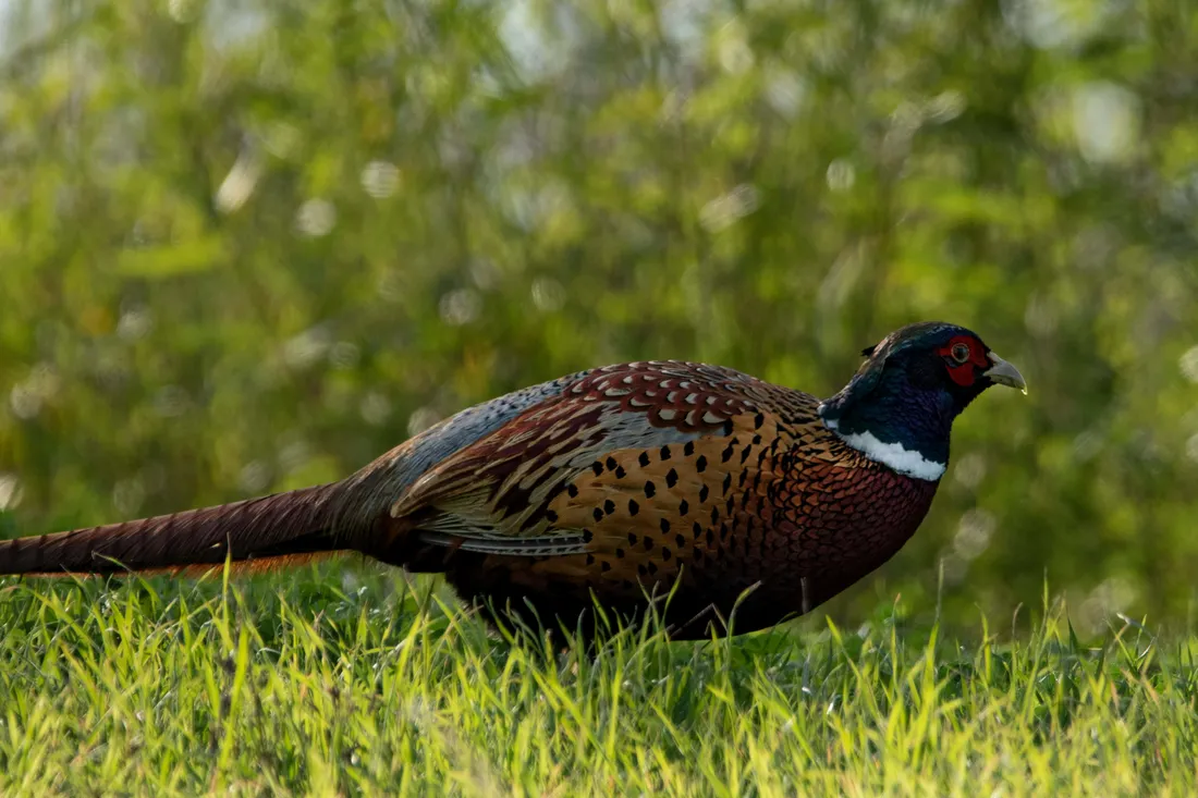 Pheasant Bird