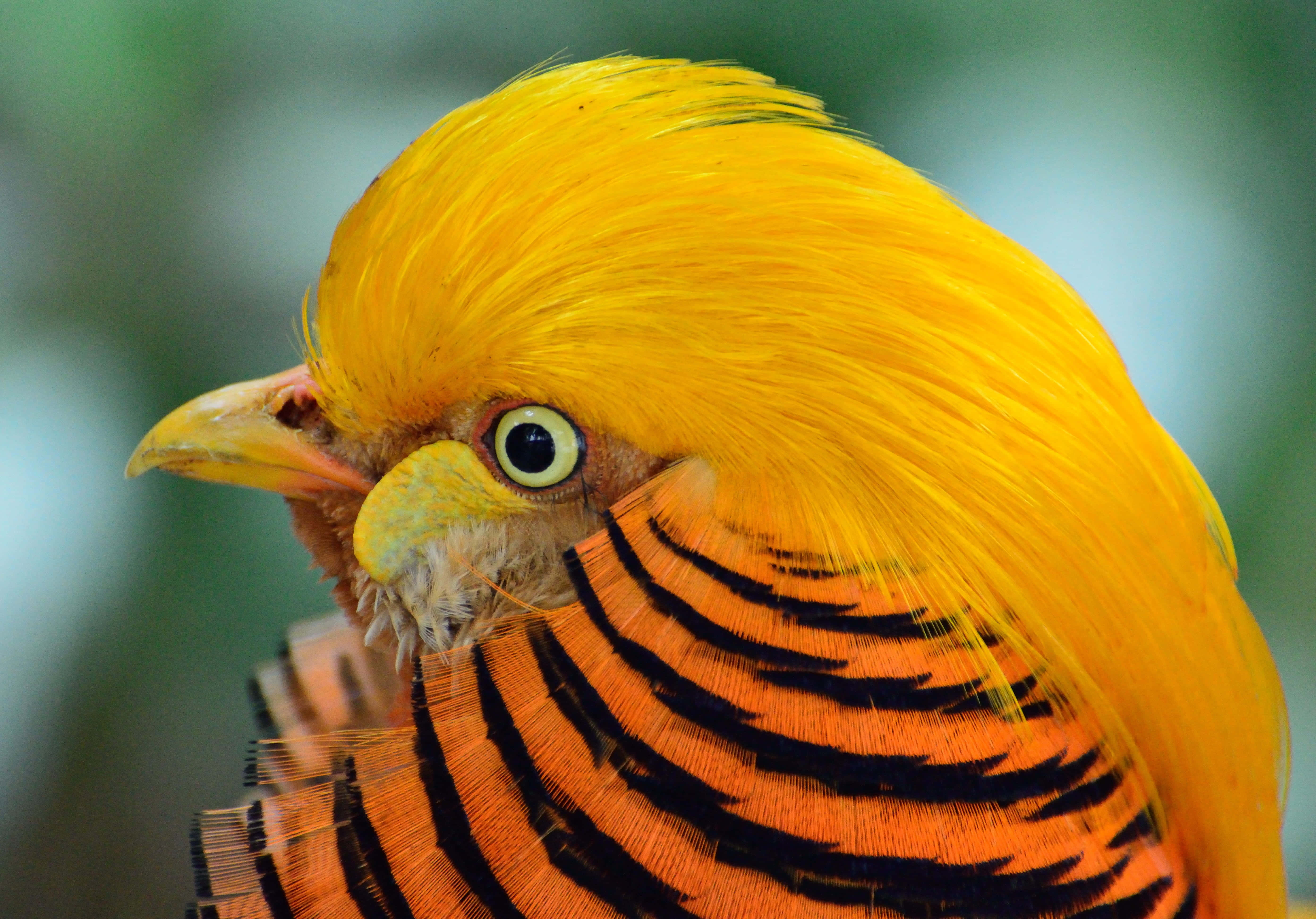 golden pheasant, fiery orange, black striped feathers, 5K Desktop Wallpaper