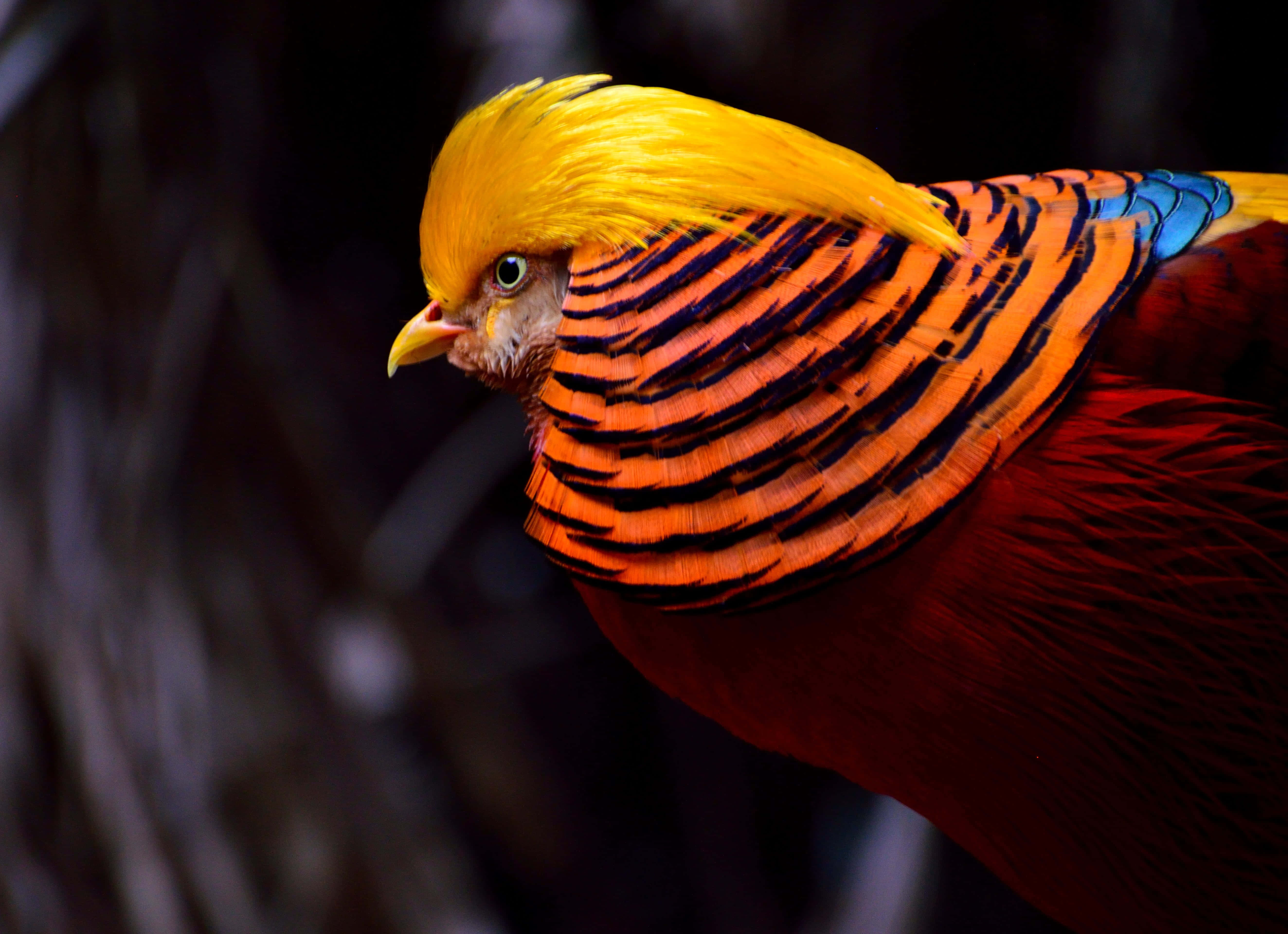 Golden Pheasant, golden-crested, fiery orange, 5K Desktop Wallpaper