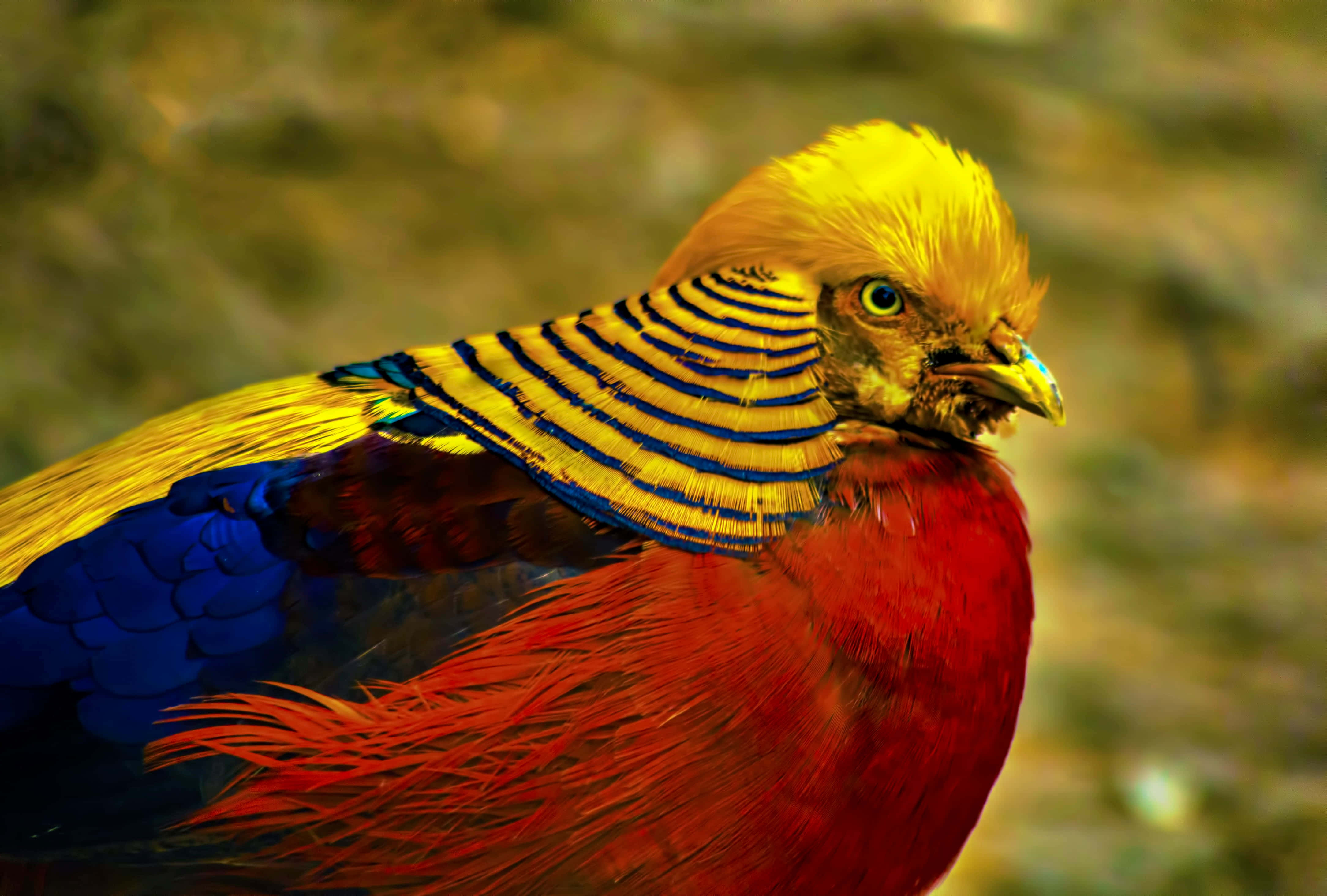 Golden Pheasant, fiery red chest, blue wings, 4K Desktop Wallpaper