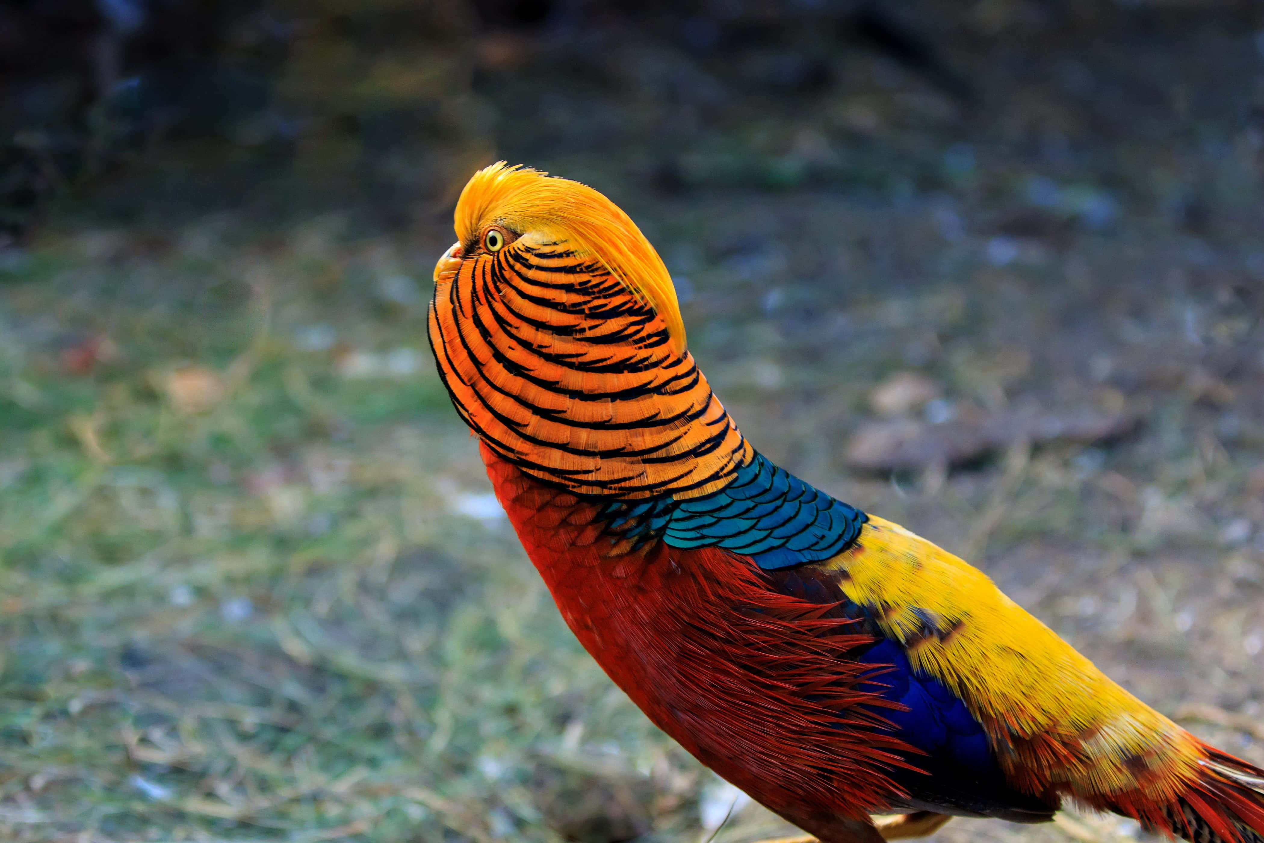 golden pheasant, fiery orange head, blue neck, 4K Desktop Wallpaper