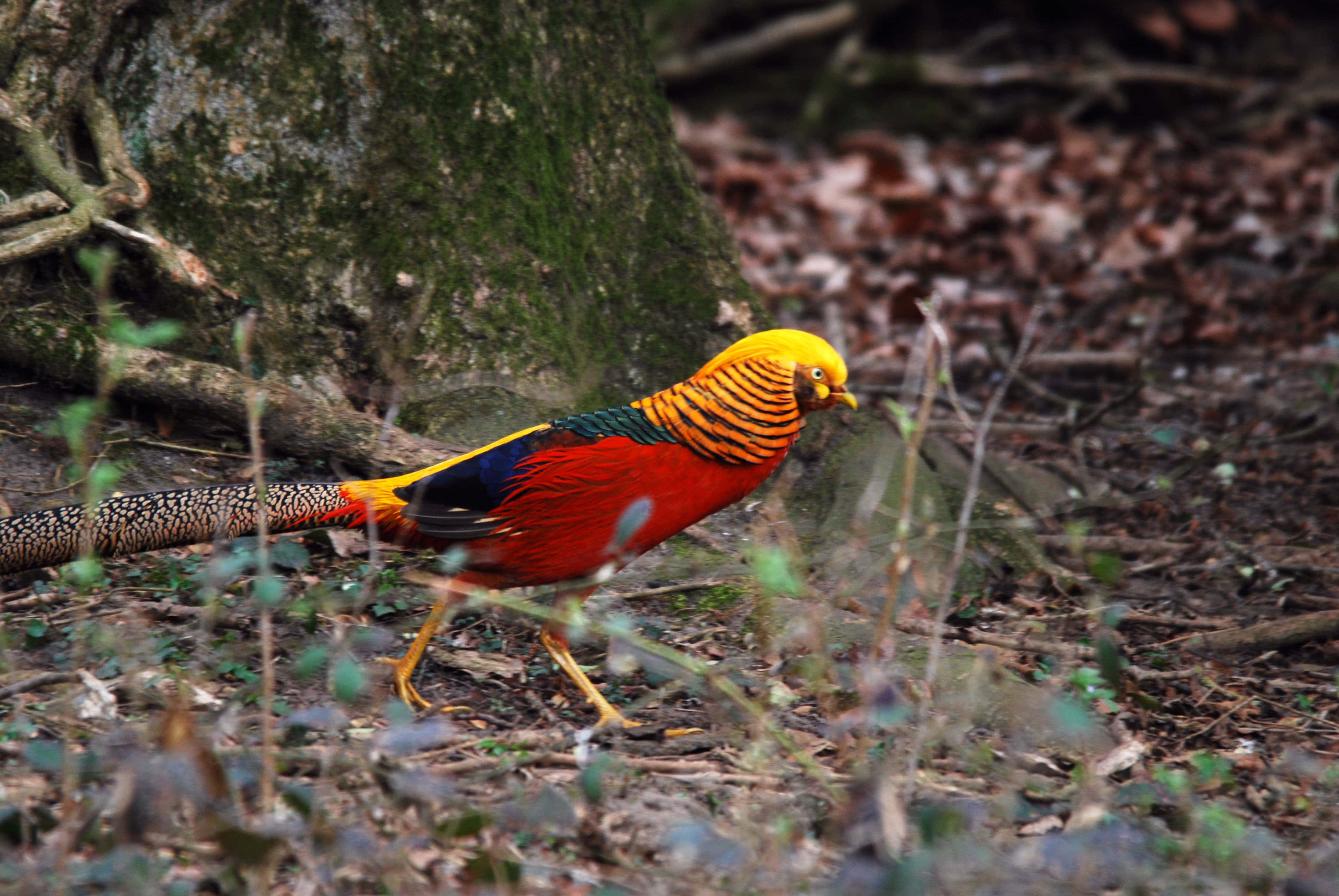 golden pheasant, fiery red chest, long patterned tail, 4K Desktop Wallpaper