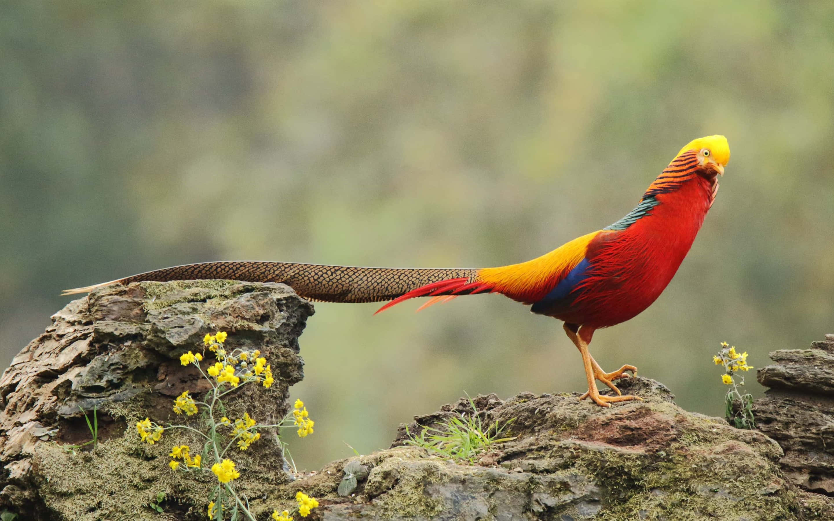 Colorful Pheasanton Rock, golden pheasant, long tail, 2K Desktop Wallpaper