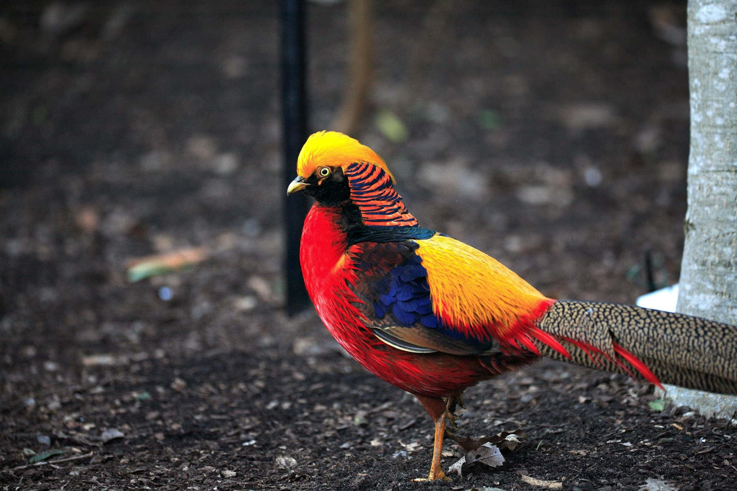 golden pheasant, dark soil, tree trunk, Full HD Desktop Wallpaper