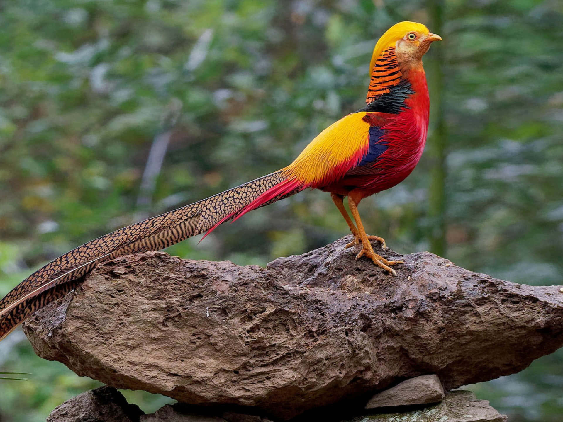 Colorful Pheasanton Rock, golden pheasant, mossy rock, Full HD Desktop Wallpaper