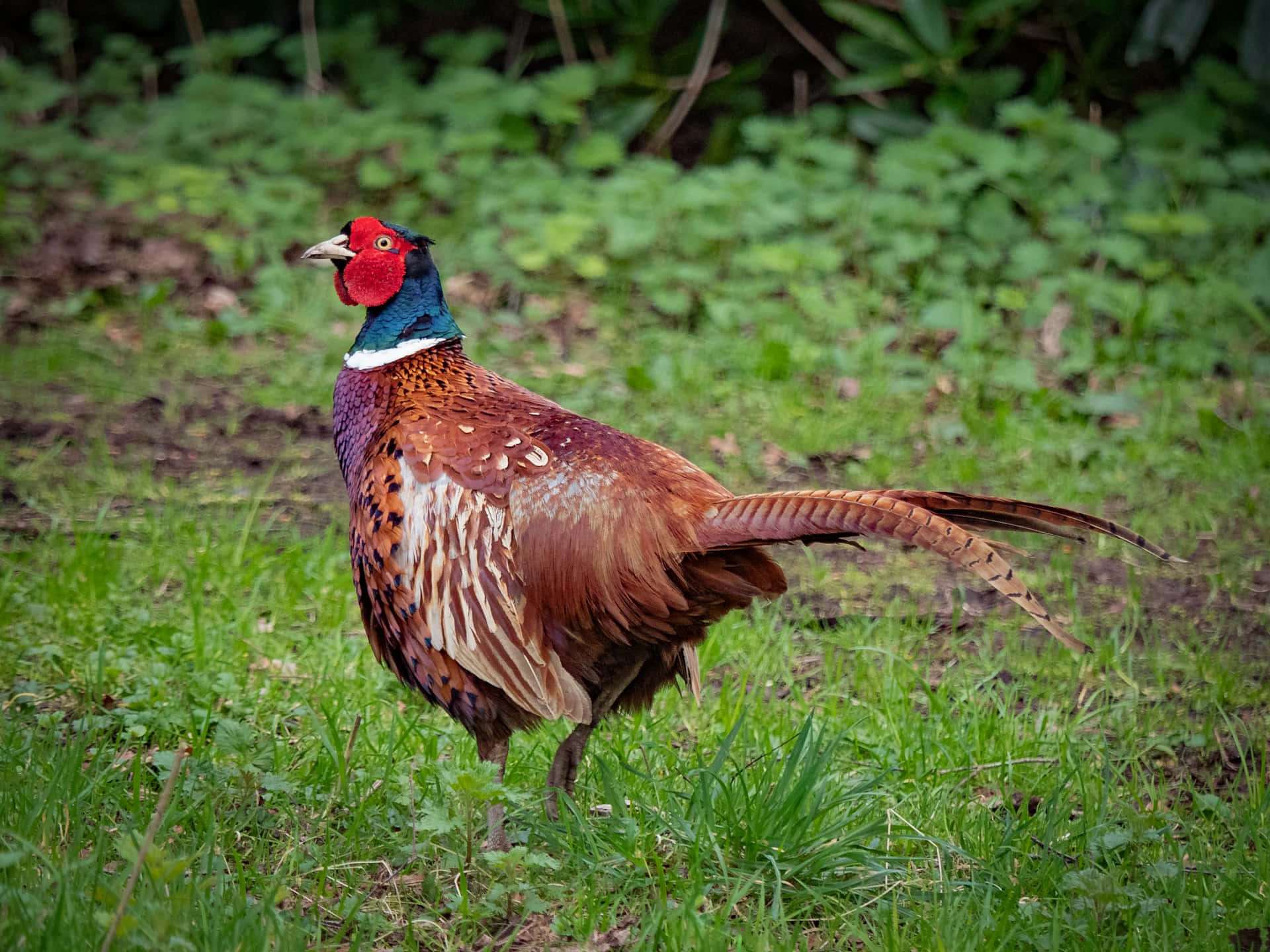 colorful pheasantin, iridescent green neck, red face, Full HD Desktop Wallpaper
